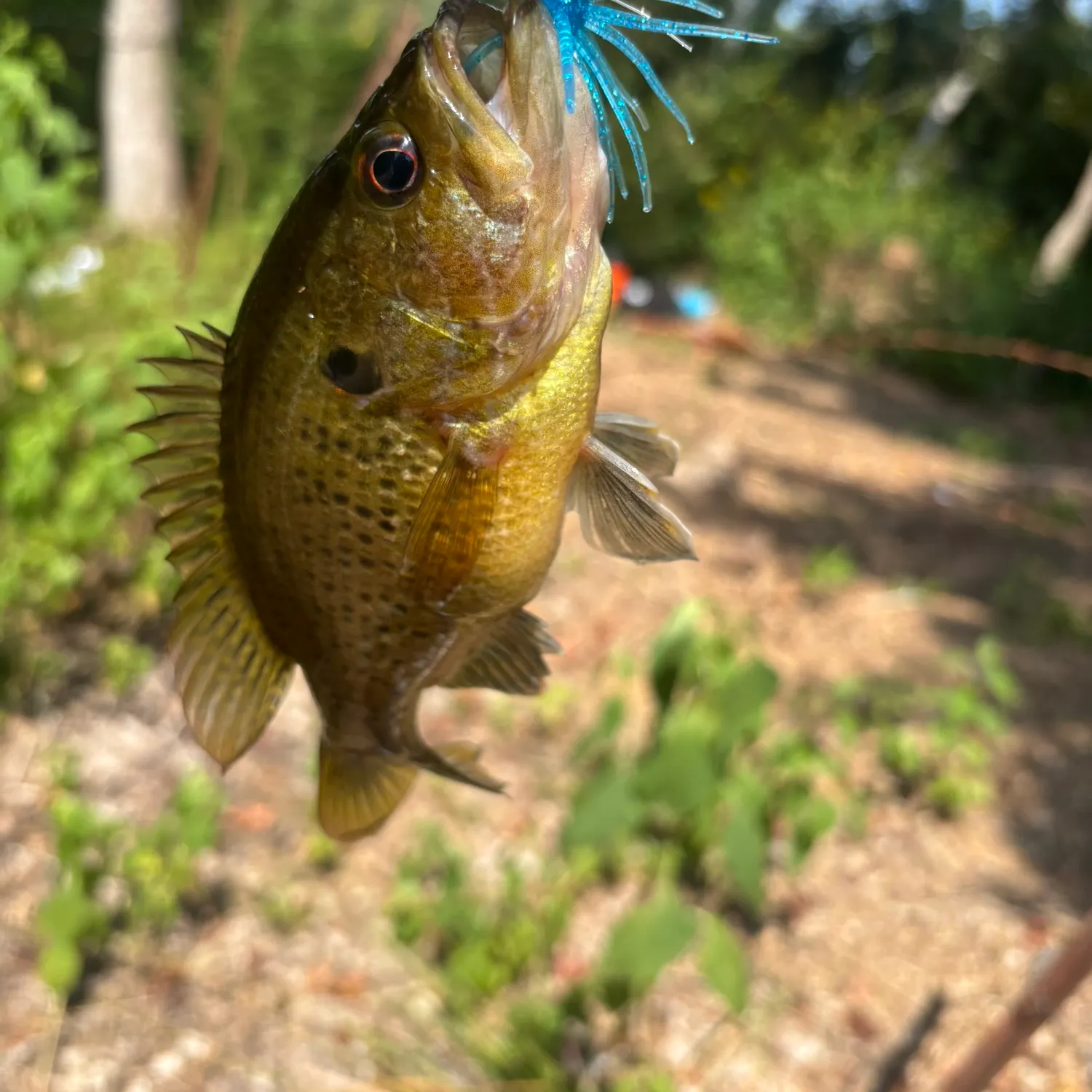 Warmouth caught on Fishbrain