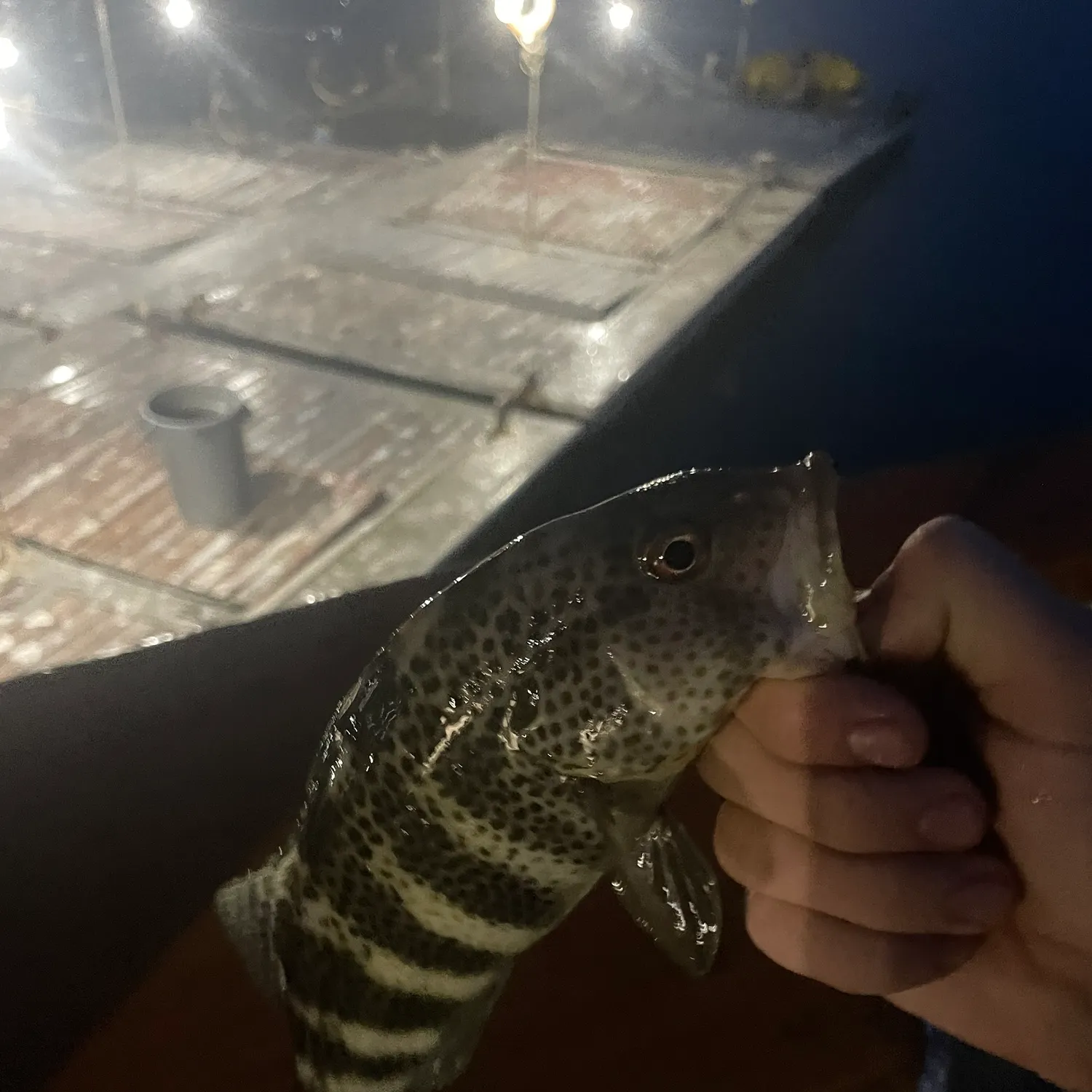 Spotted sand bass caught on Fishbrain