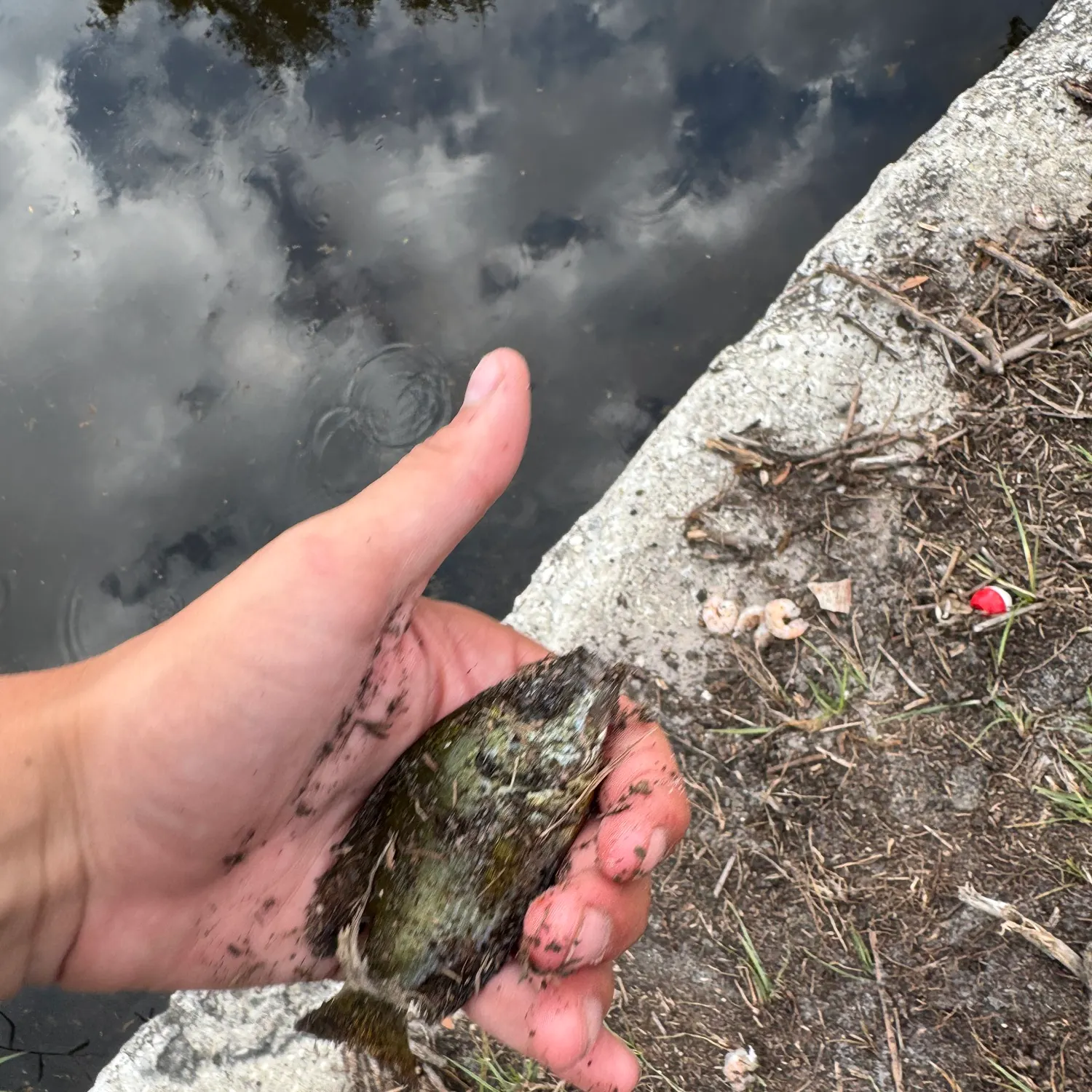 The most recent Spotted tilapia catches on Fishbrain