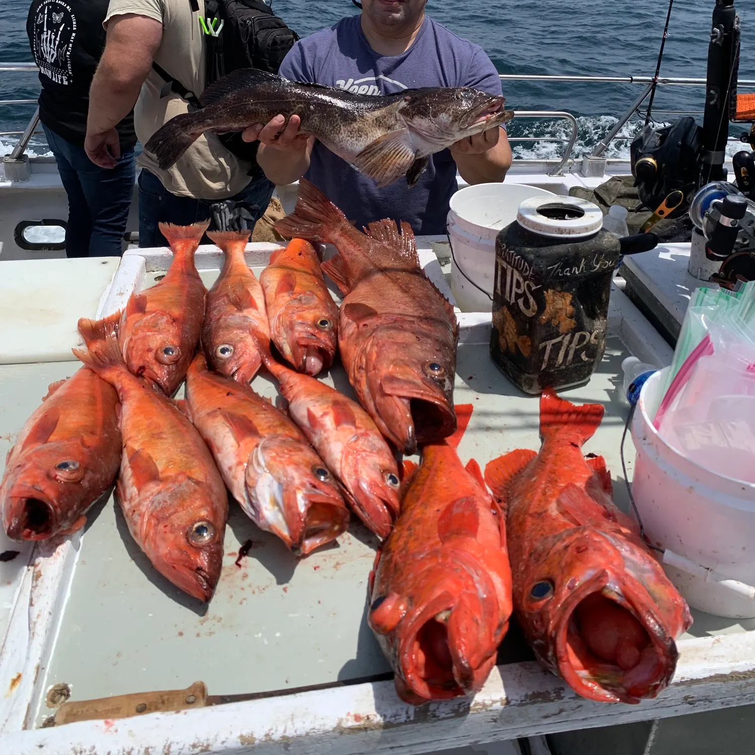 recently logged catches