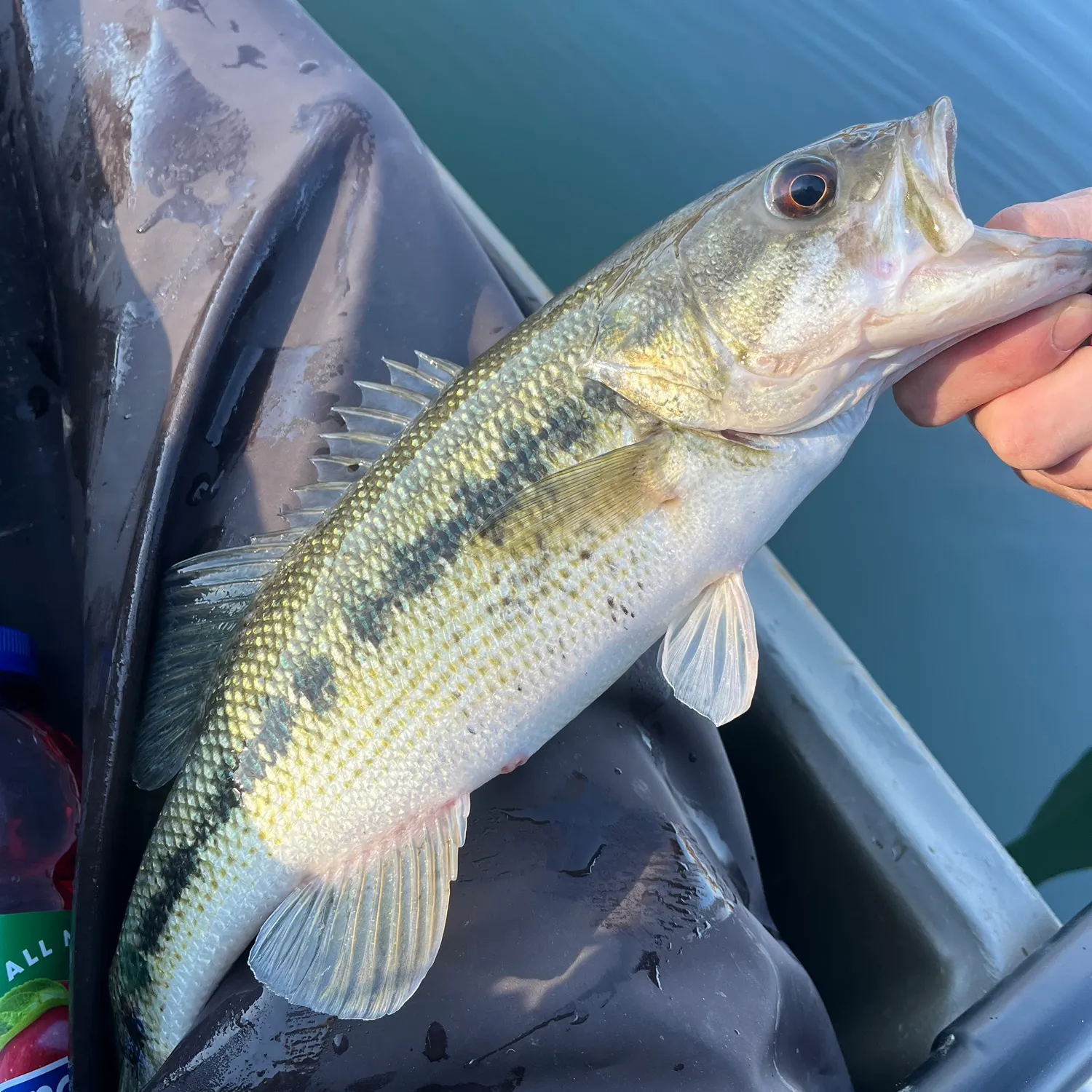 The most recent Spotted bass catches on Fishbrain