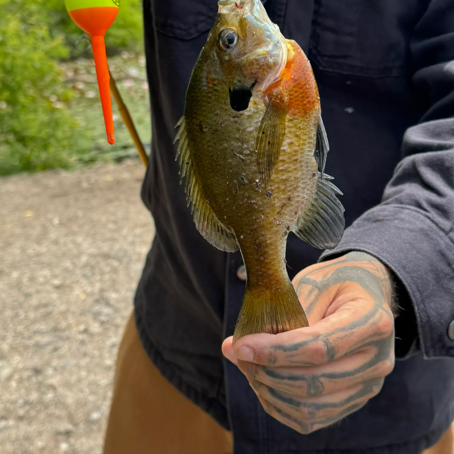 recently logged catches