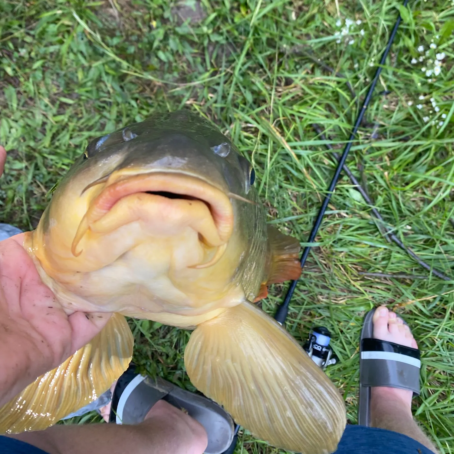 Common carp caught on Fishbrain