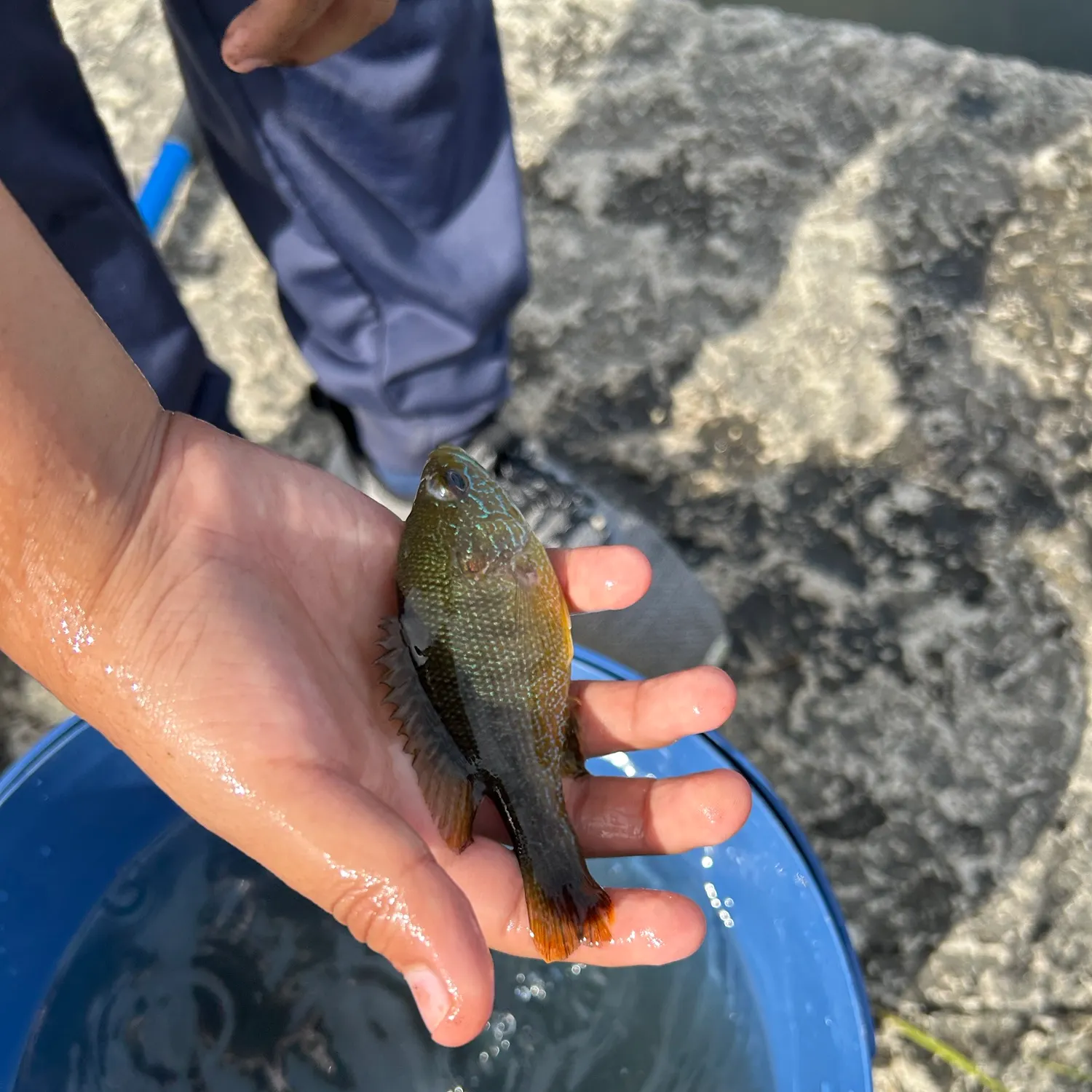 Green sunfish caught on Fishbrain