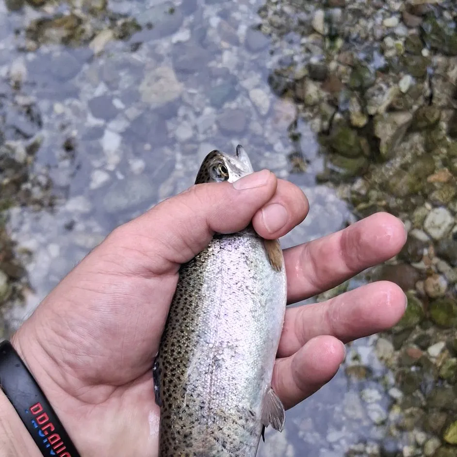 Rainbow trout caught on Fishbrain