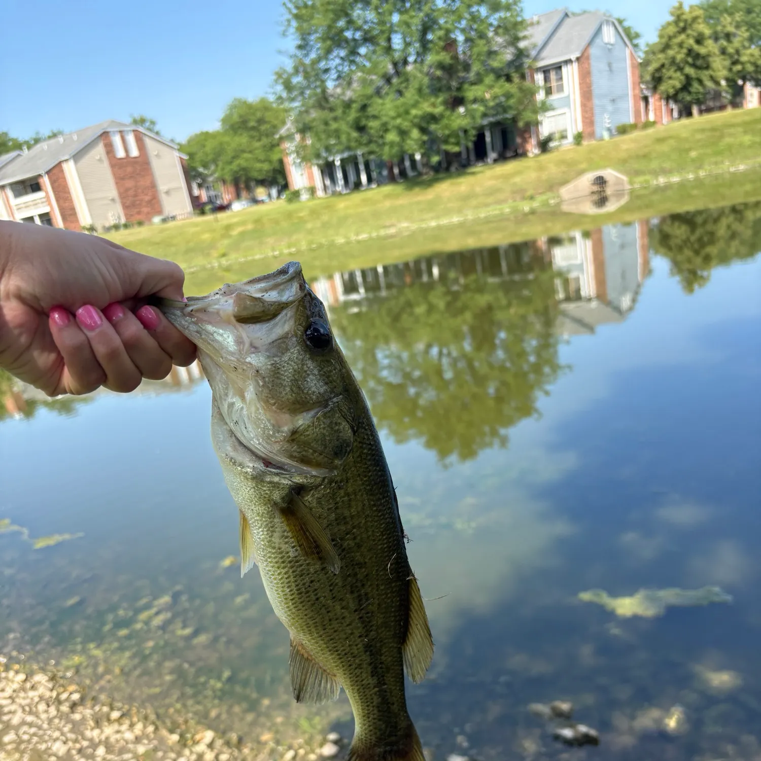 Largemouth bass caught on Fishbrain