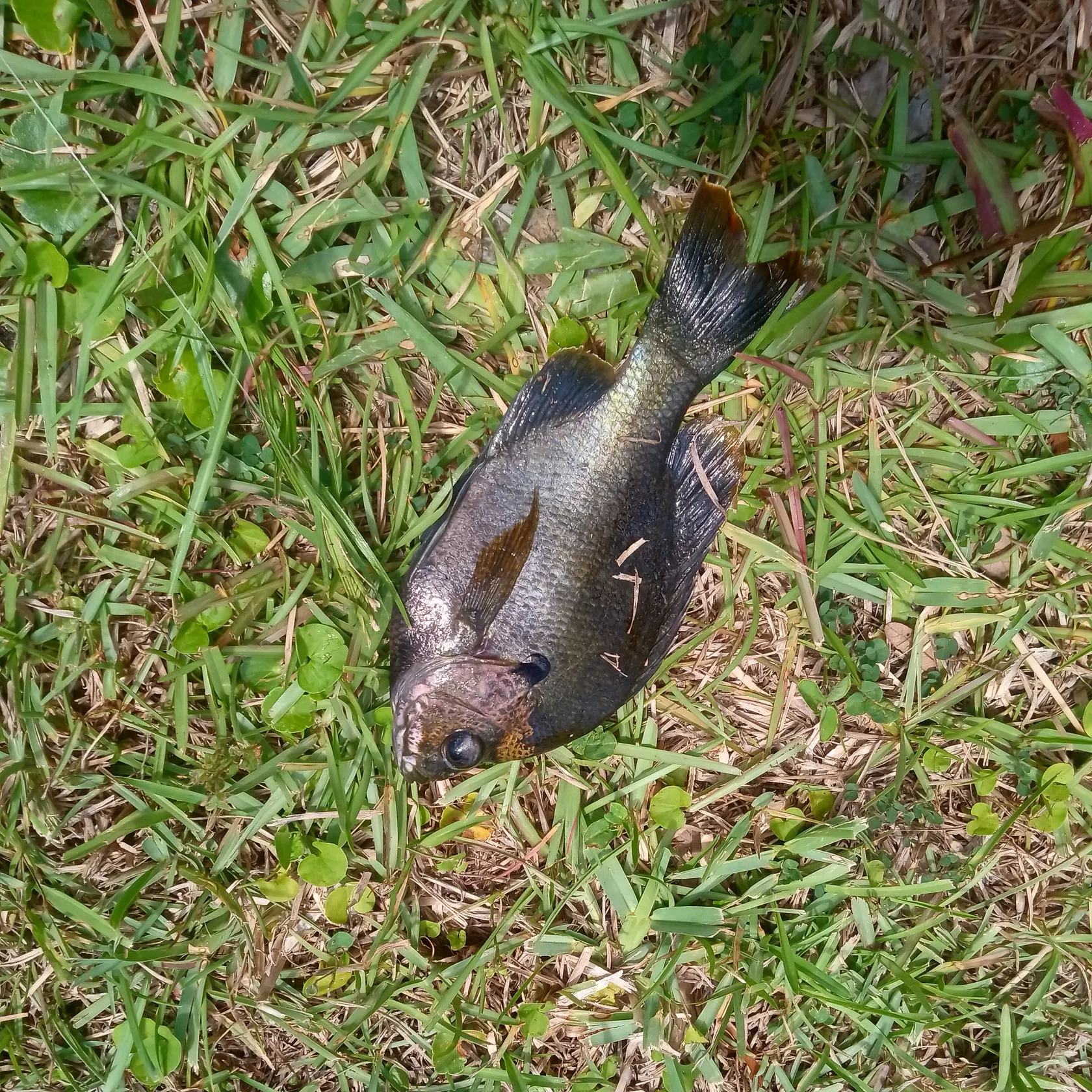 The most recent Coppernose bluegill catches on Fishbrain