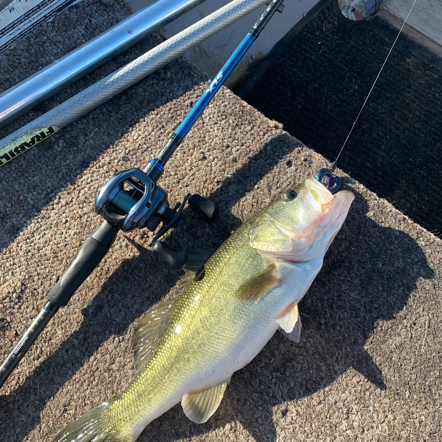 Largemouth bass caught on Fishbrain