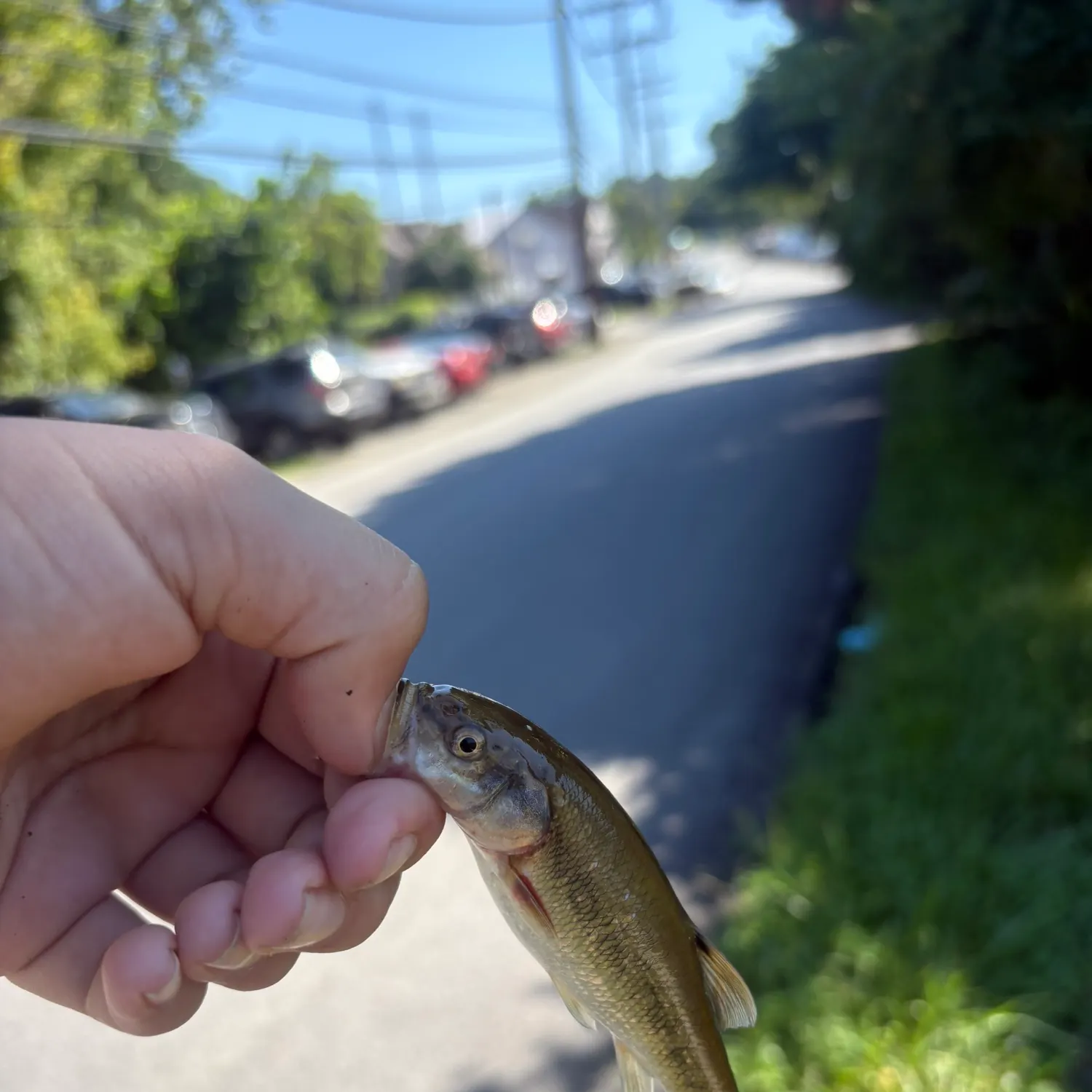 Creek chub caught on Fishbrain