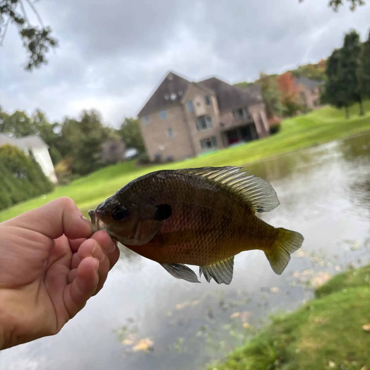 Bluegill caught on Fishbrain