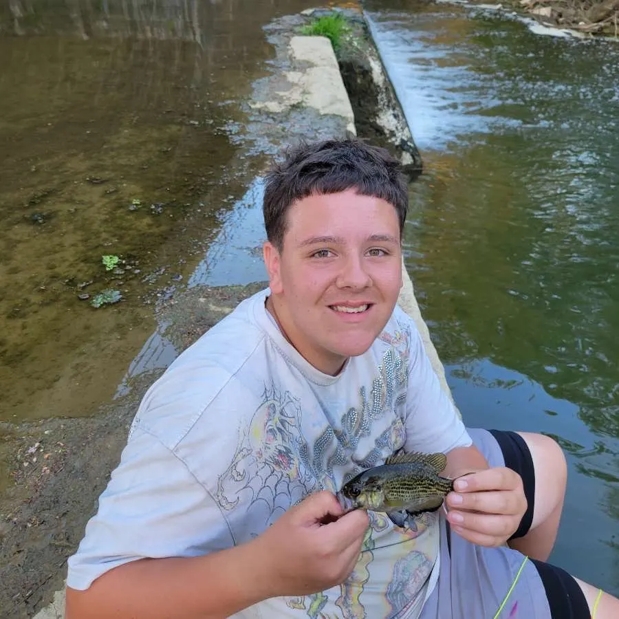 The most recent Rock bass catches on Fishbrain