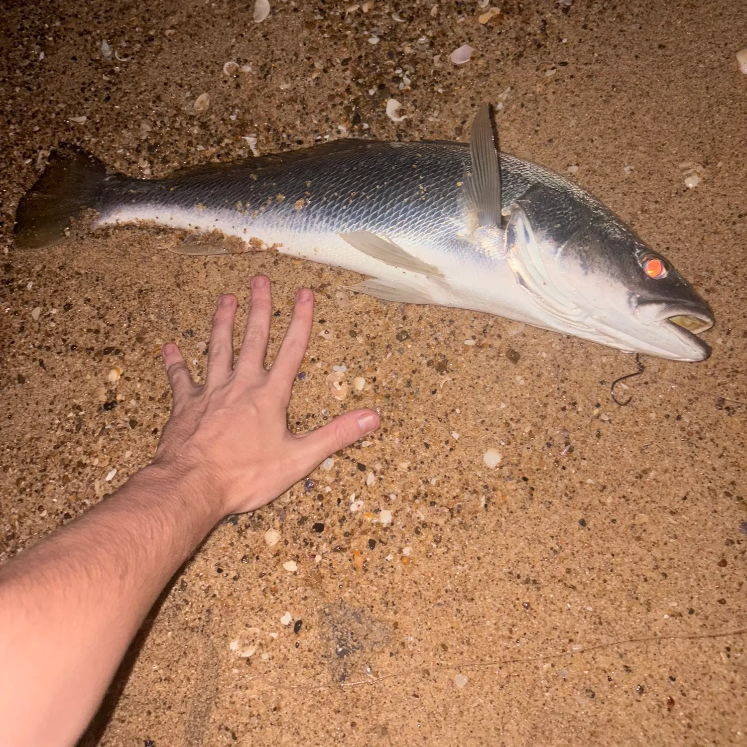 The most recent Japanese meagre catches on Fishbrain