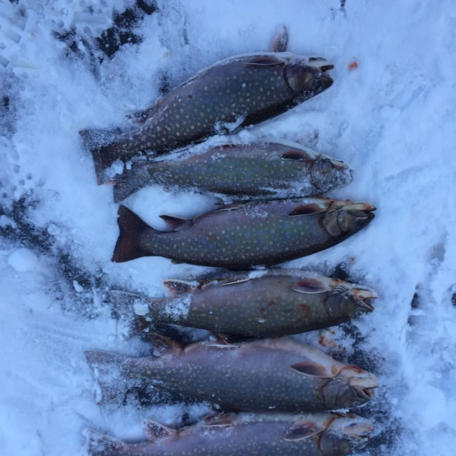 Fish caught on Fishbrain