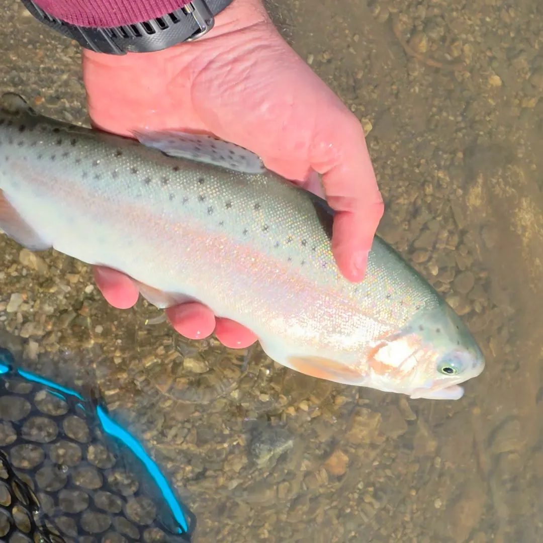 Rainbow trout caught on Fishbrain