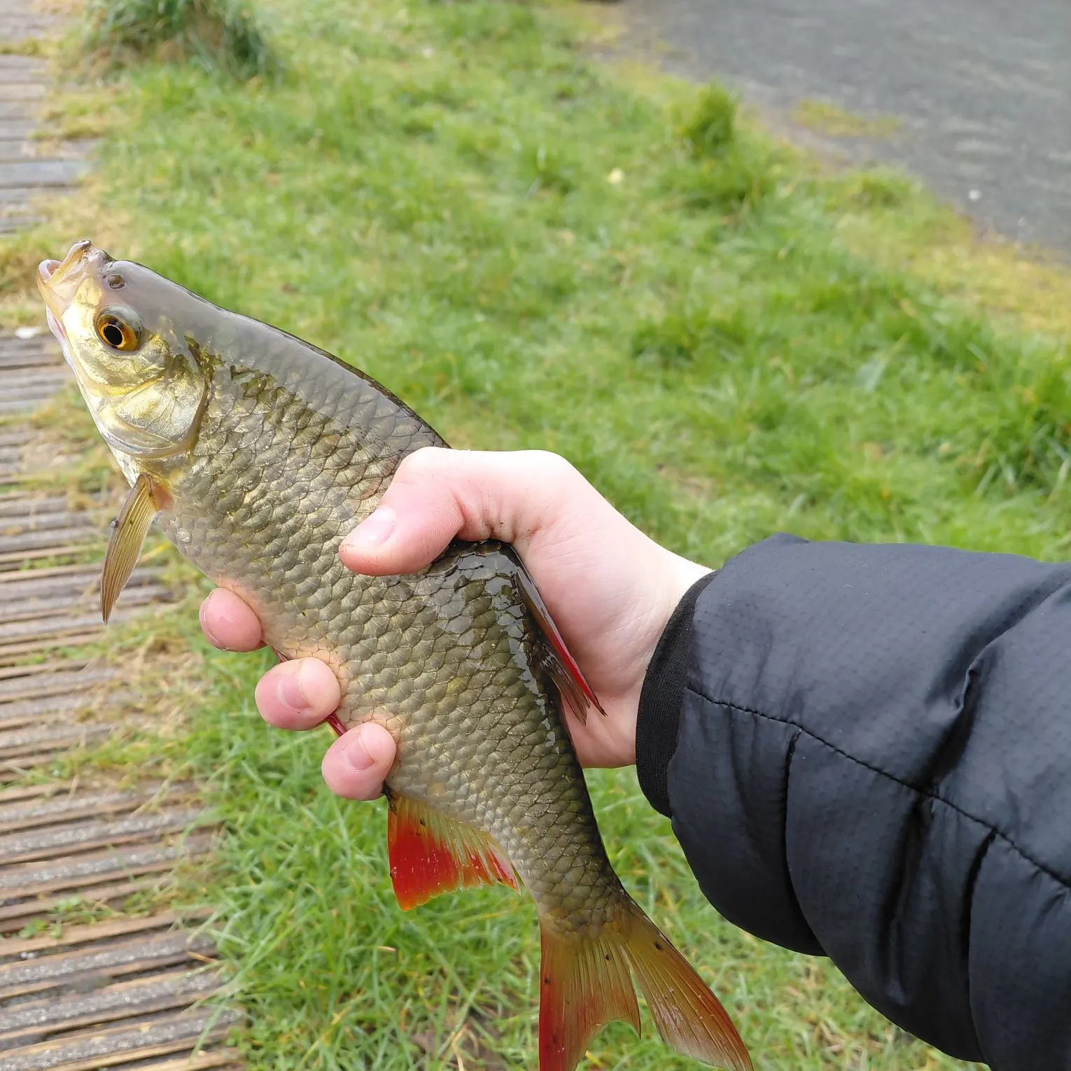 The most recent Common rudd catches on Fishbrain