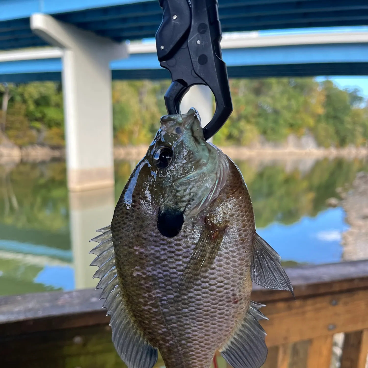Bluegill caught on Fishbrain