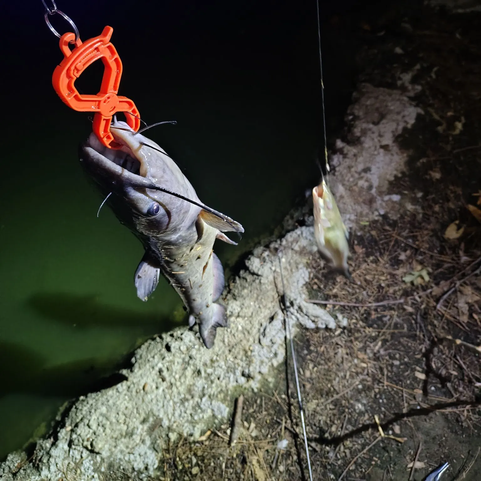 Channel catfish caught on Fishbrain
