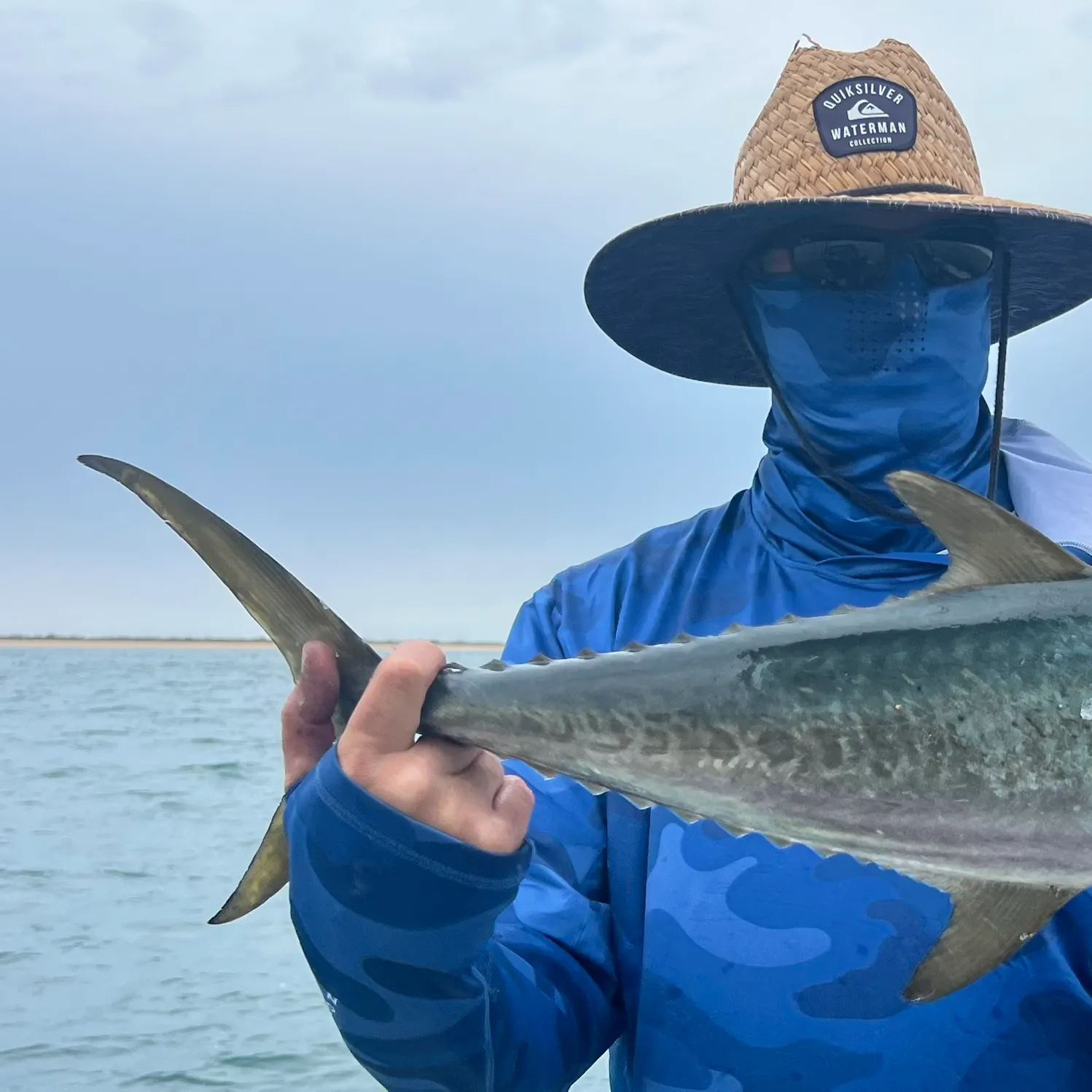 The most recent Shark mackerel catches on Fishbrain