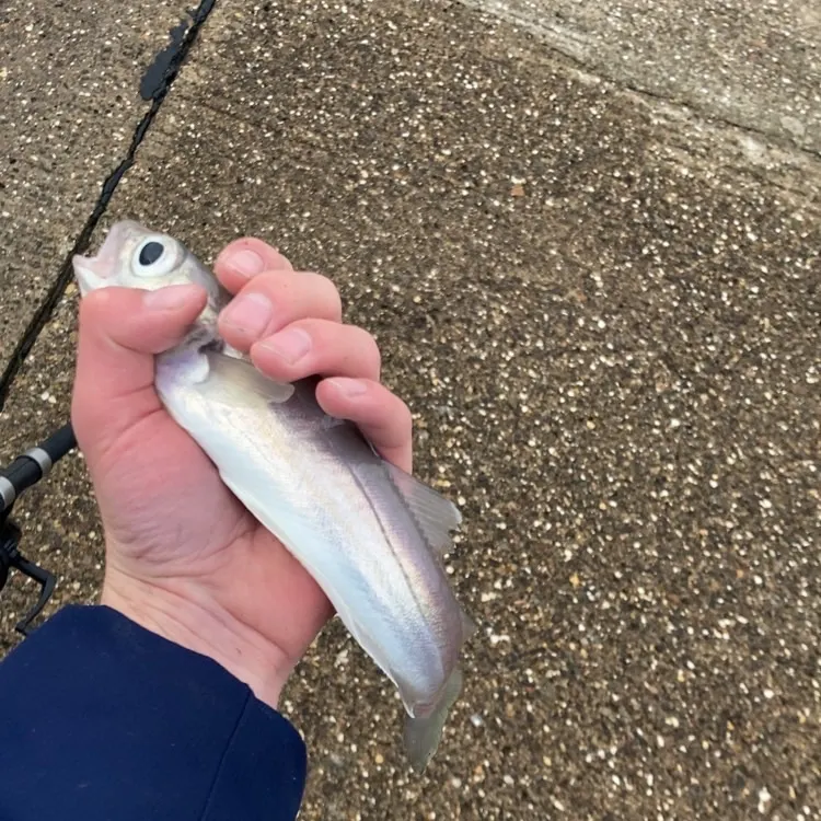 The most recent Whiting catches on Fishbrain