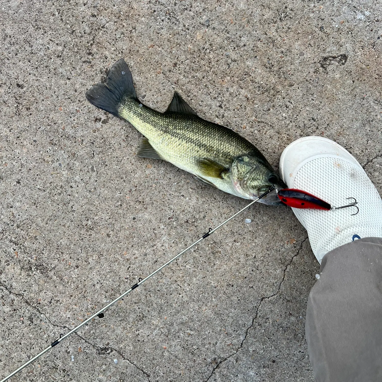 Largemouth bass caught on Fishbrain