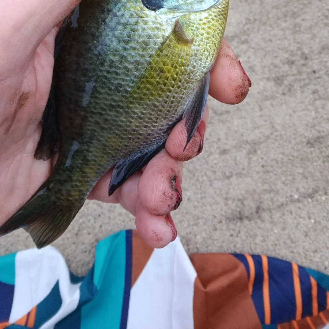 Bluegill caught on Fishbrain