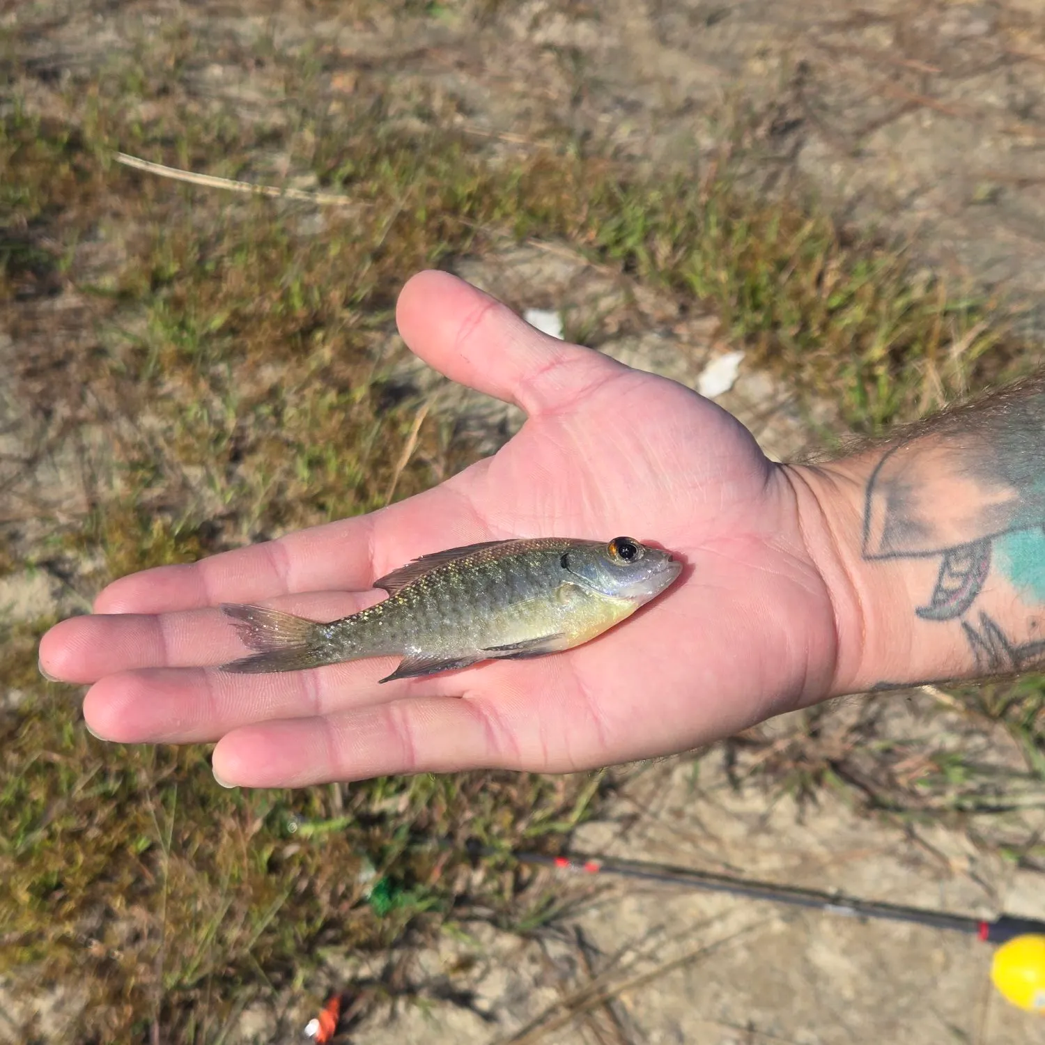 Bluegill caught on Fishbrain