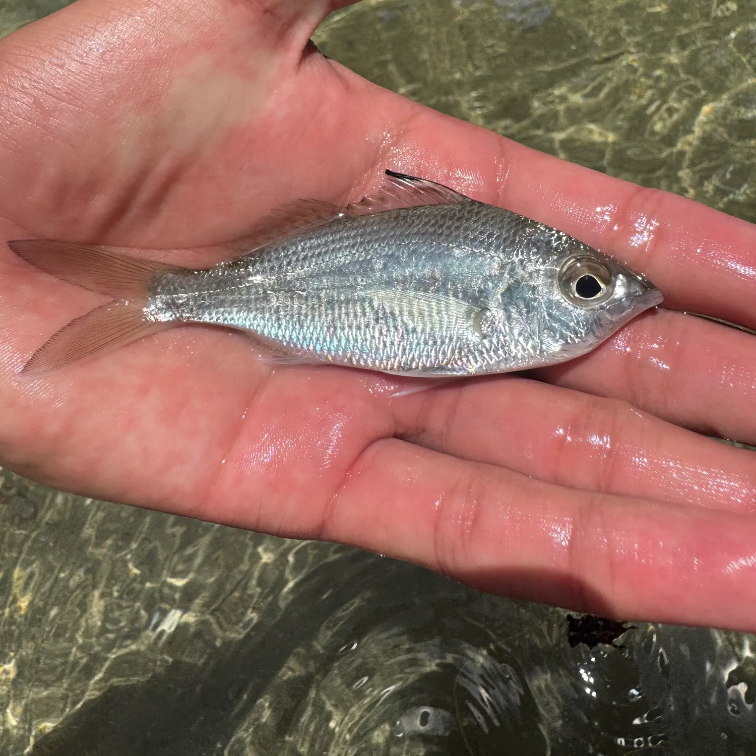 The most recent Atlantic flagfin mojarra catches on Fishbrain