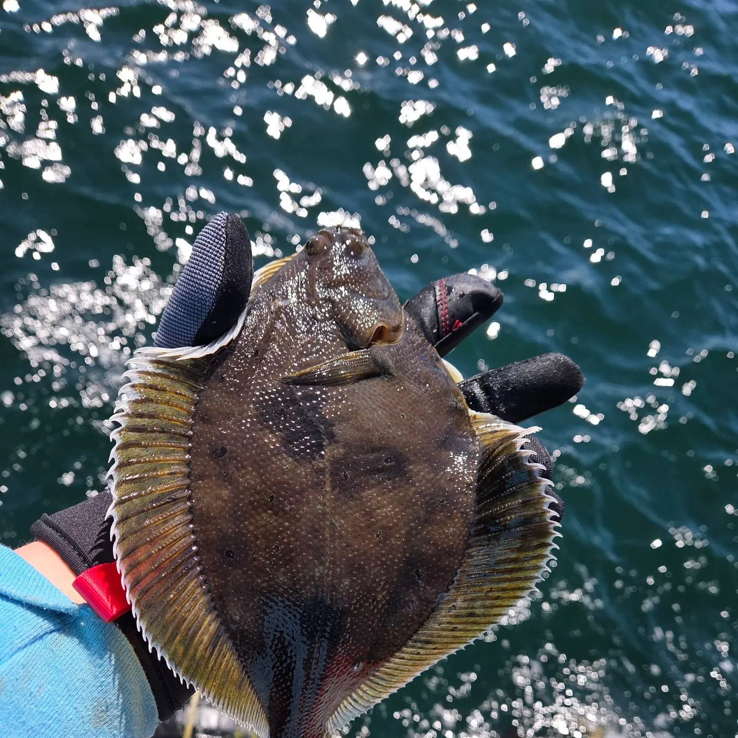 The most recent Yellowfin sole catches on Fishbrain