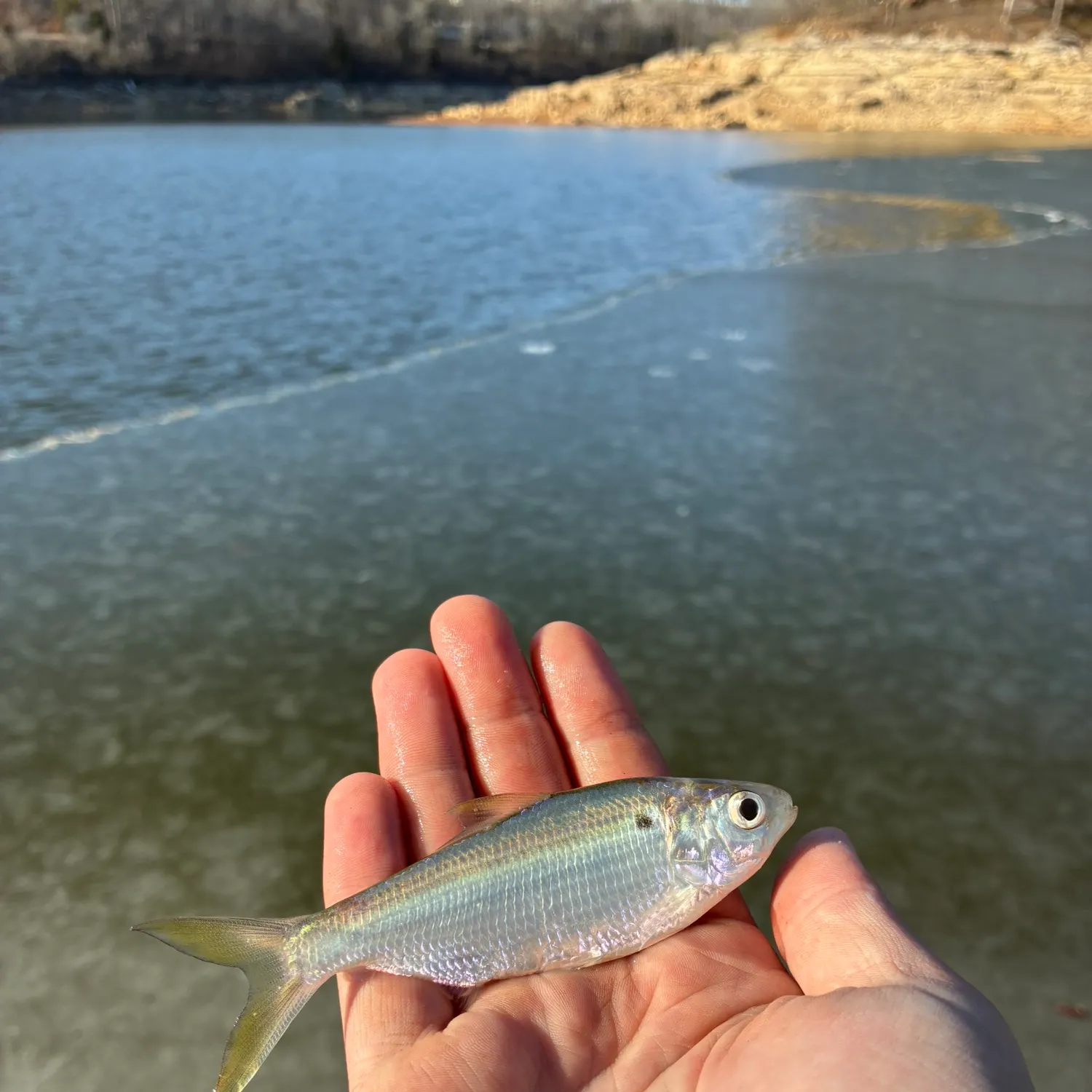 The most recent American gizzard shad catches on Fishbrain