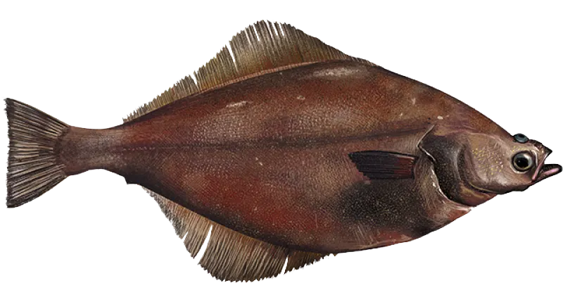 Arrowtooth flounder