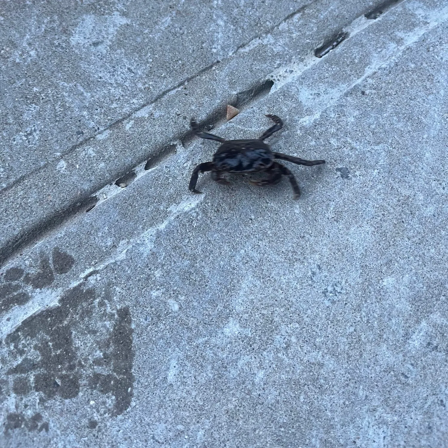 The most recent Spotted reef crab catches on Fishbrain