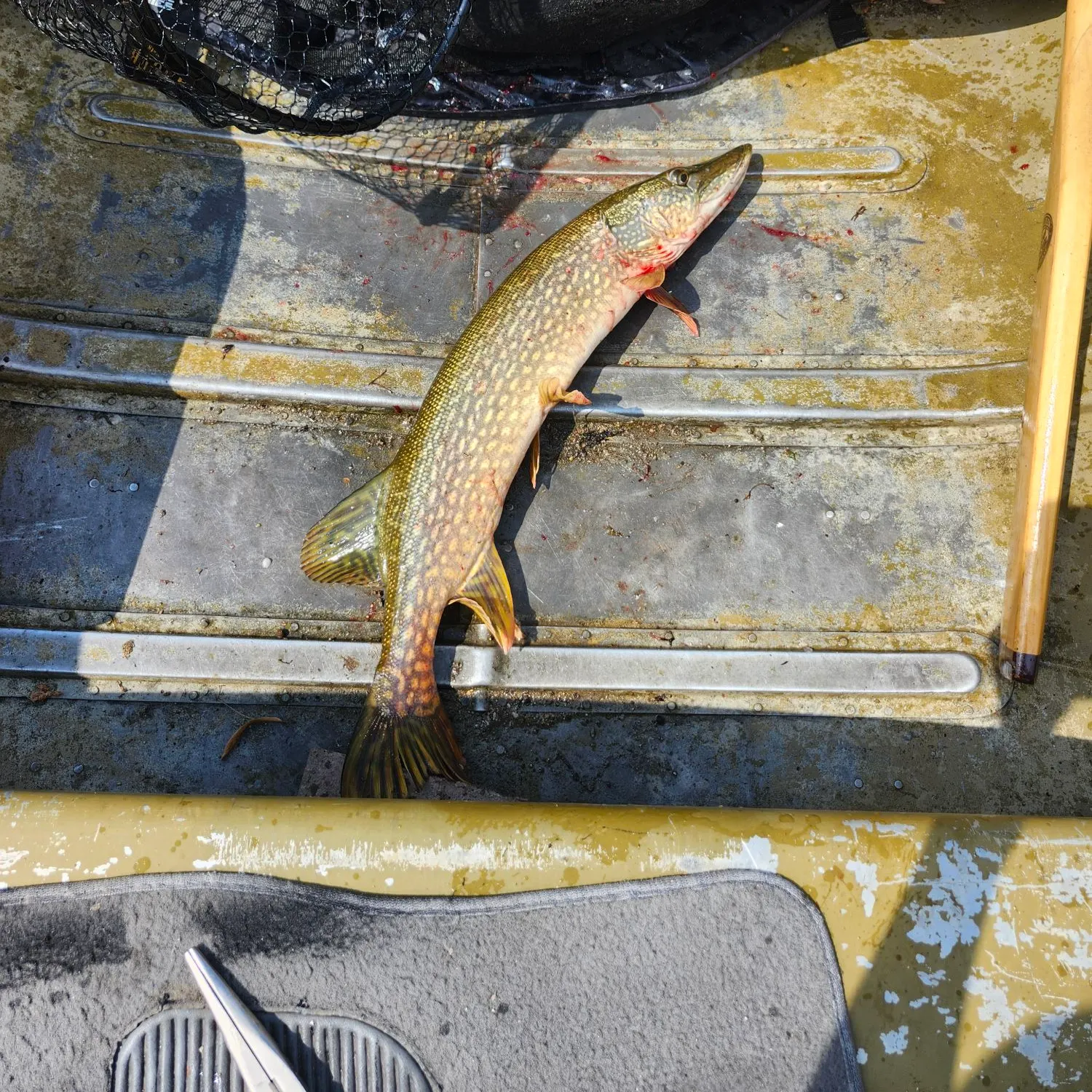 Northern pike caught on Fishbrain