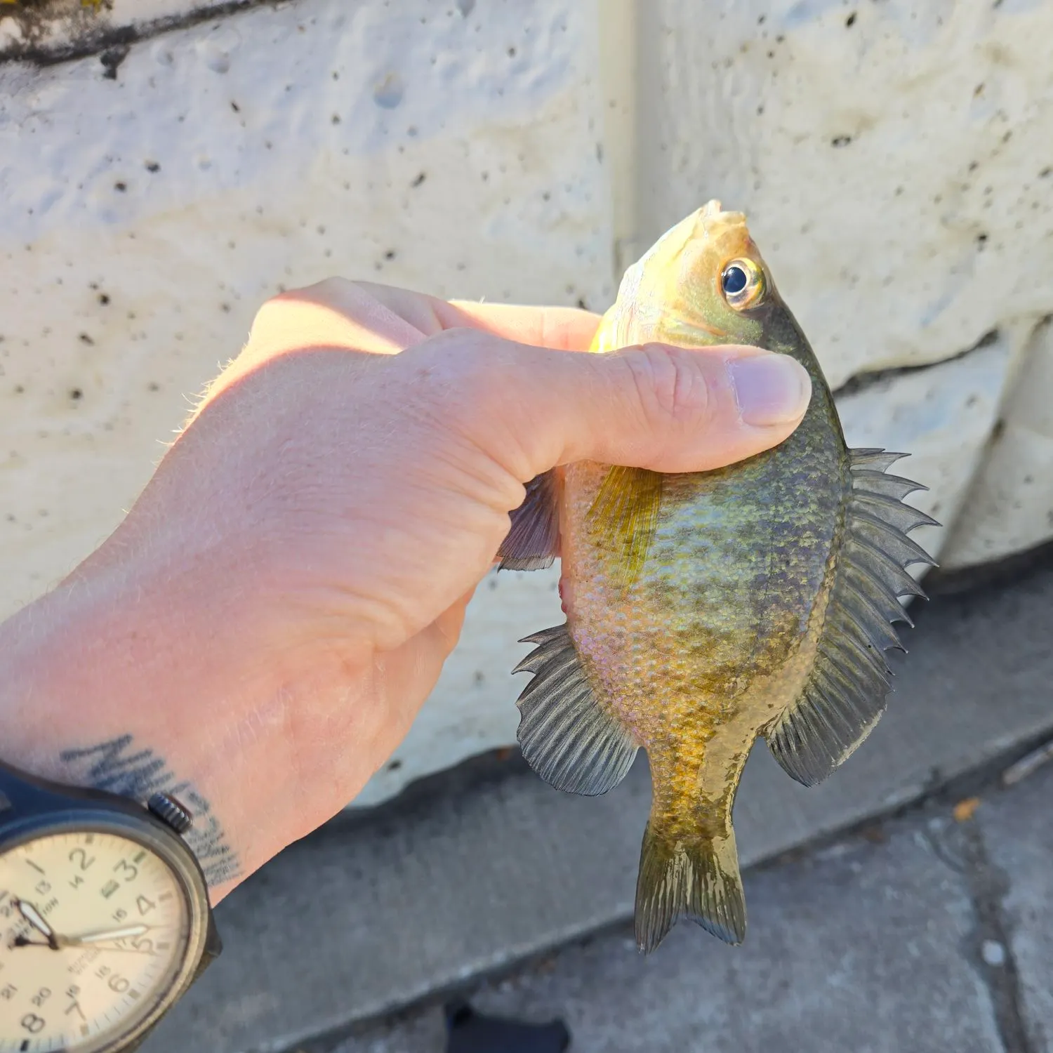 Bluegill caught on Fishbrain