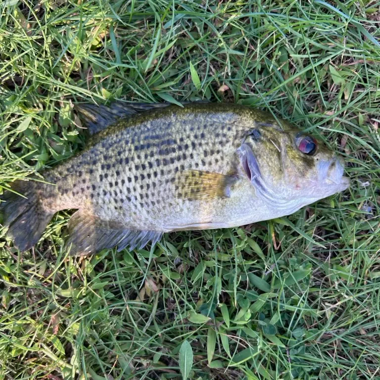Rock bass caught on Fishbrain