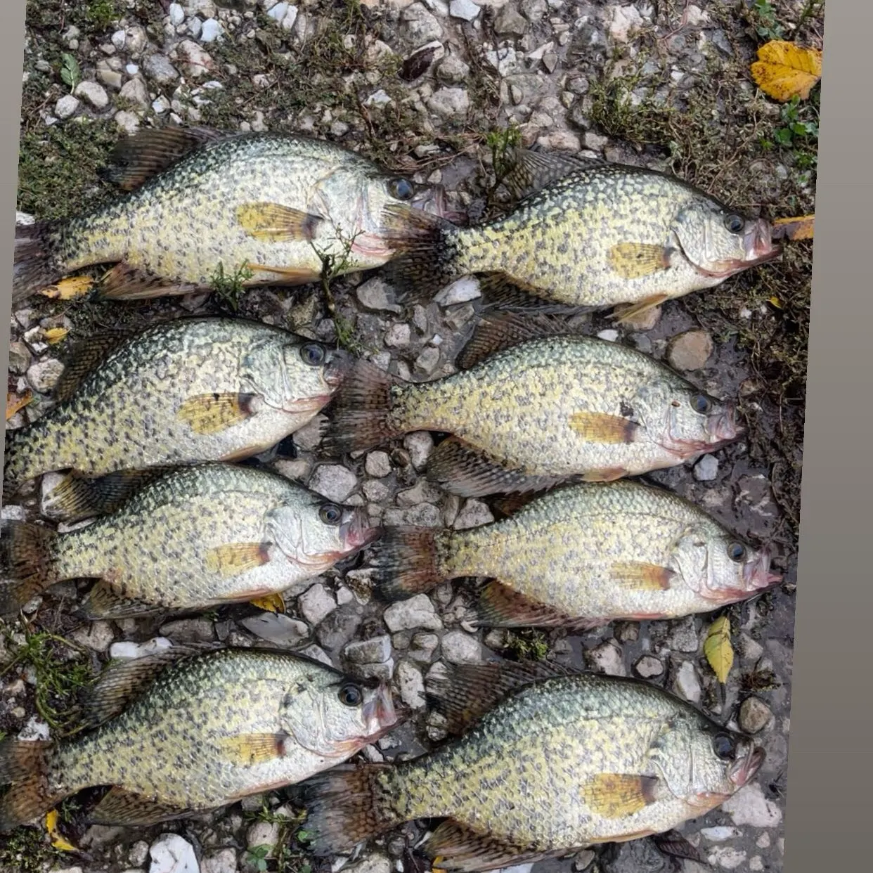 Black crappie caught on Fishbrain