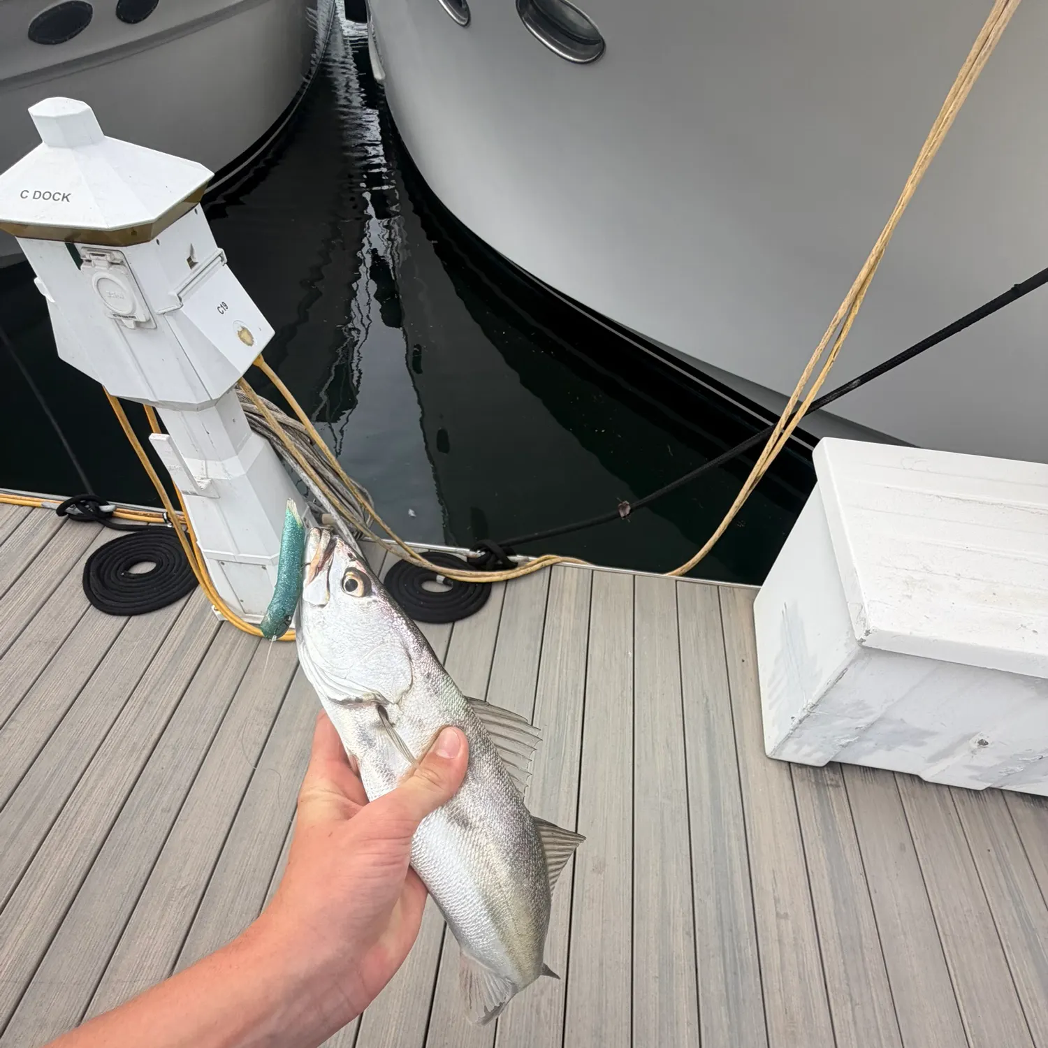 Shortfin corvina caught on Fishbrain