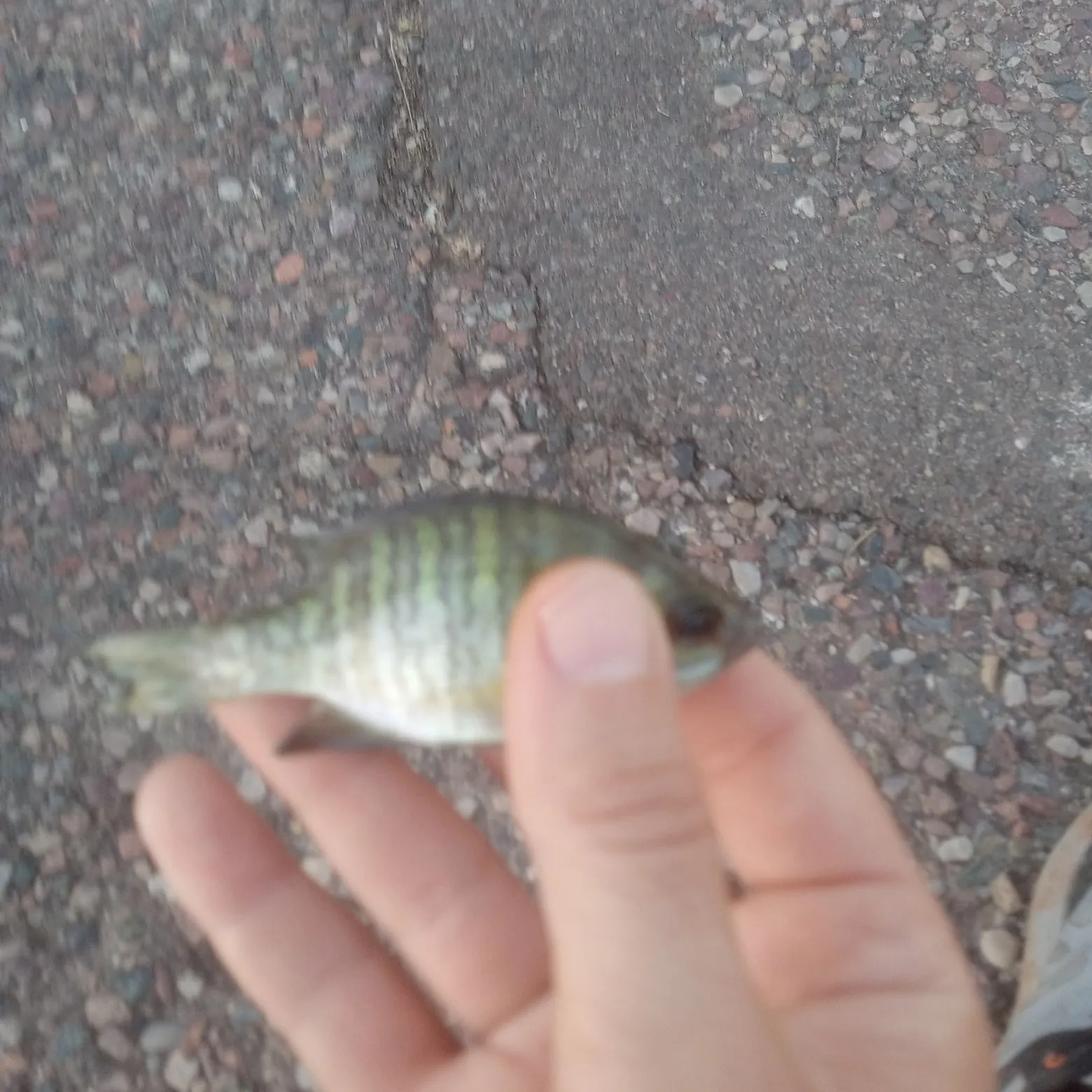 Bluegill caught on Fishbrain