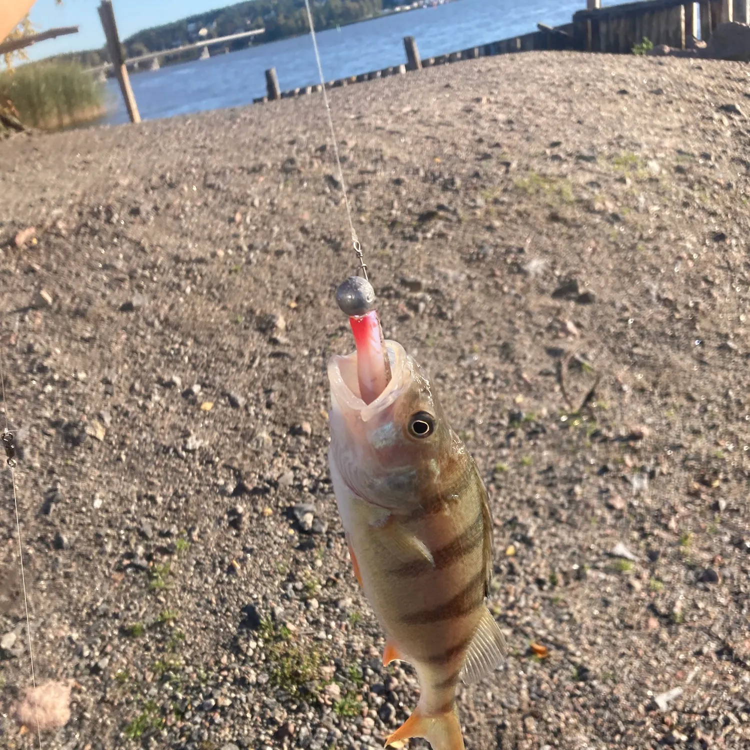 European perch caught on Fishbrain