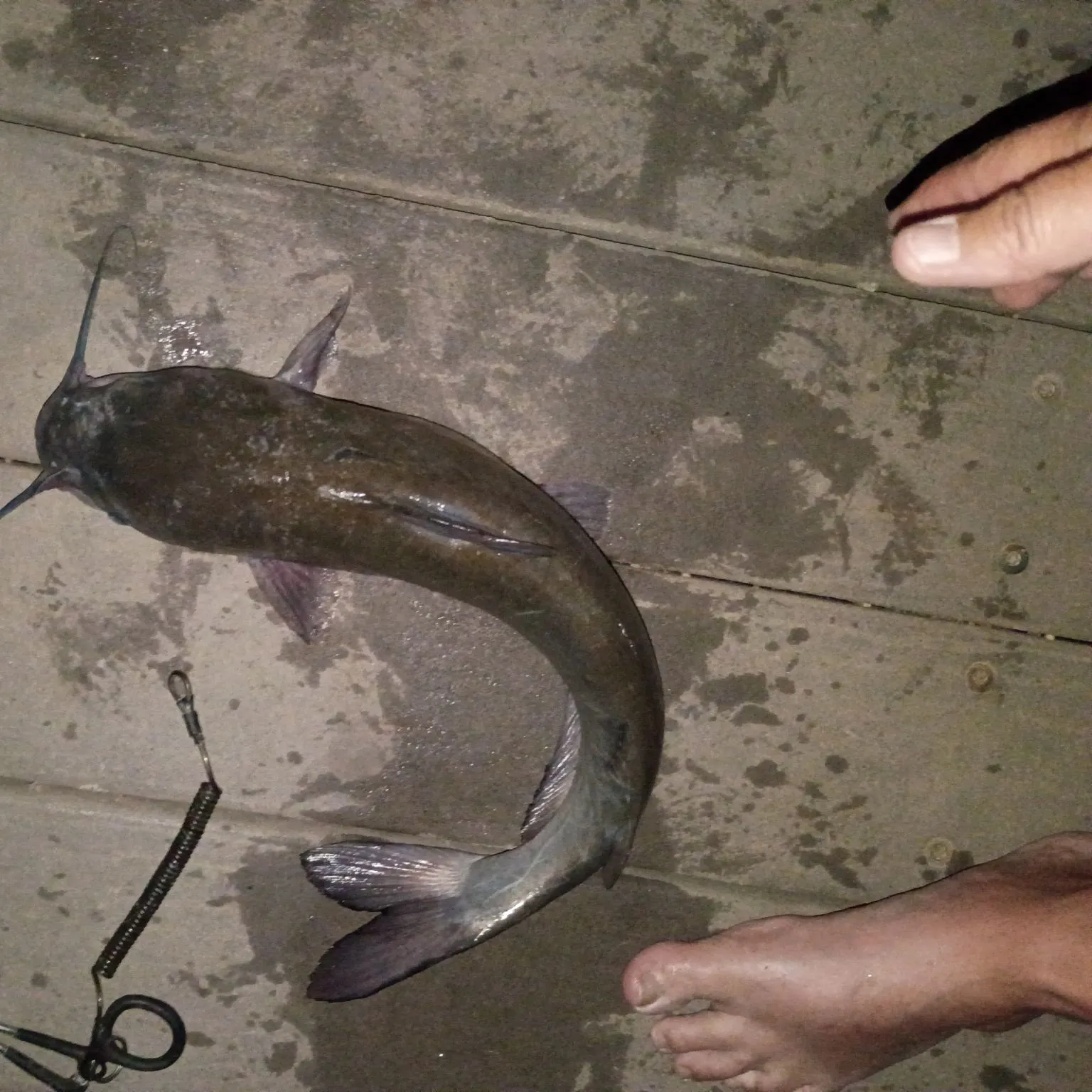 Channel catfish caught on Fishbrain