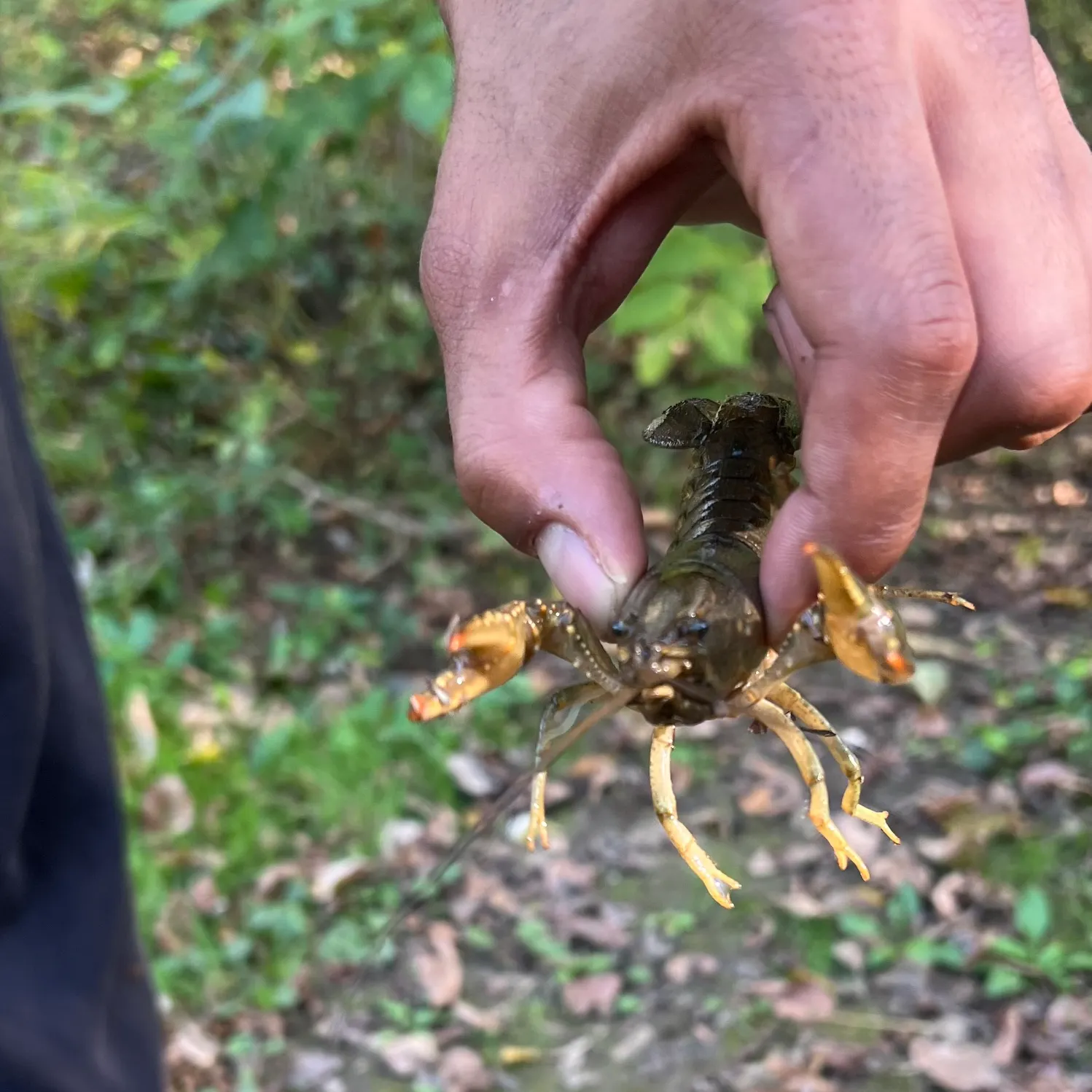 Virile crayfish caught on Fishbrain