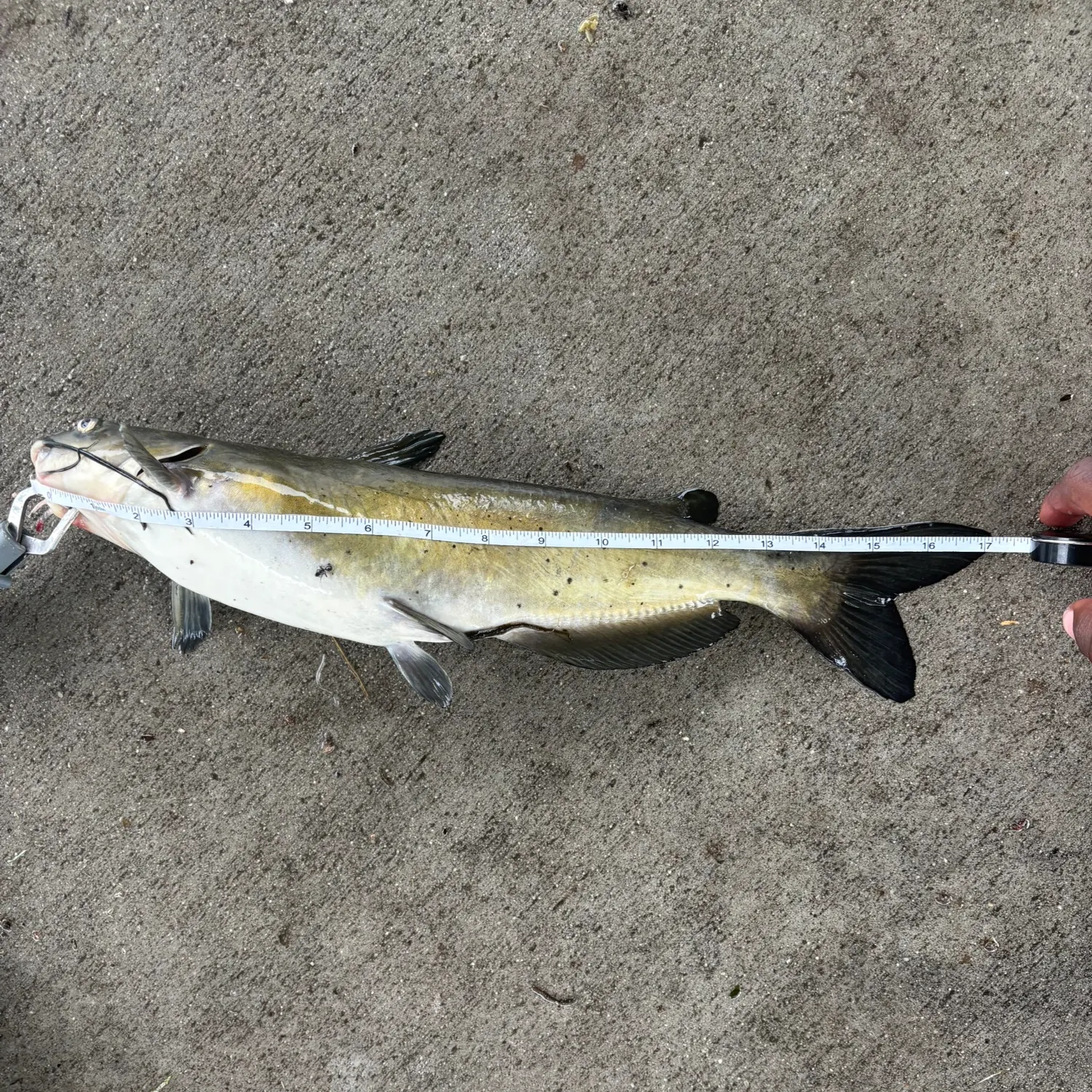 Channel catfish caught on Fishbrain