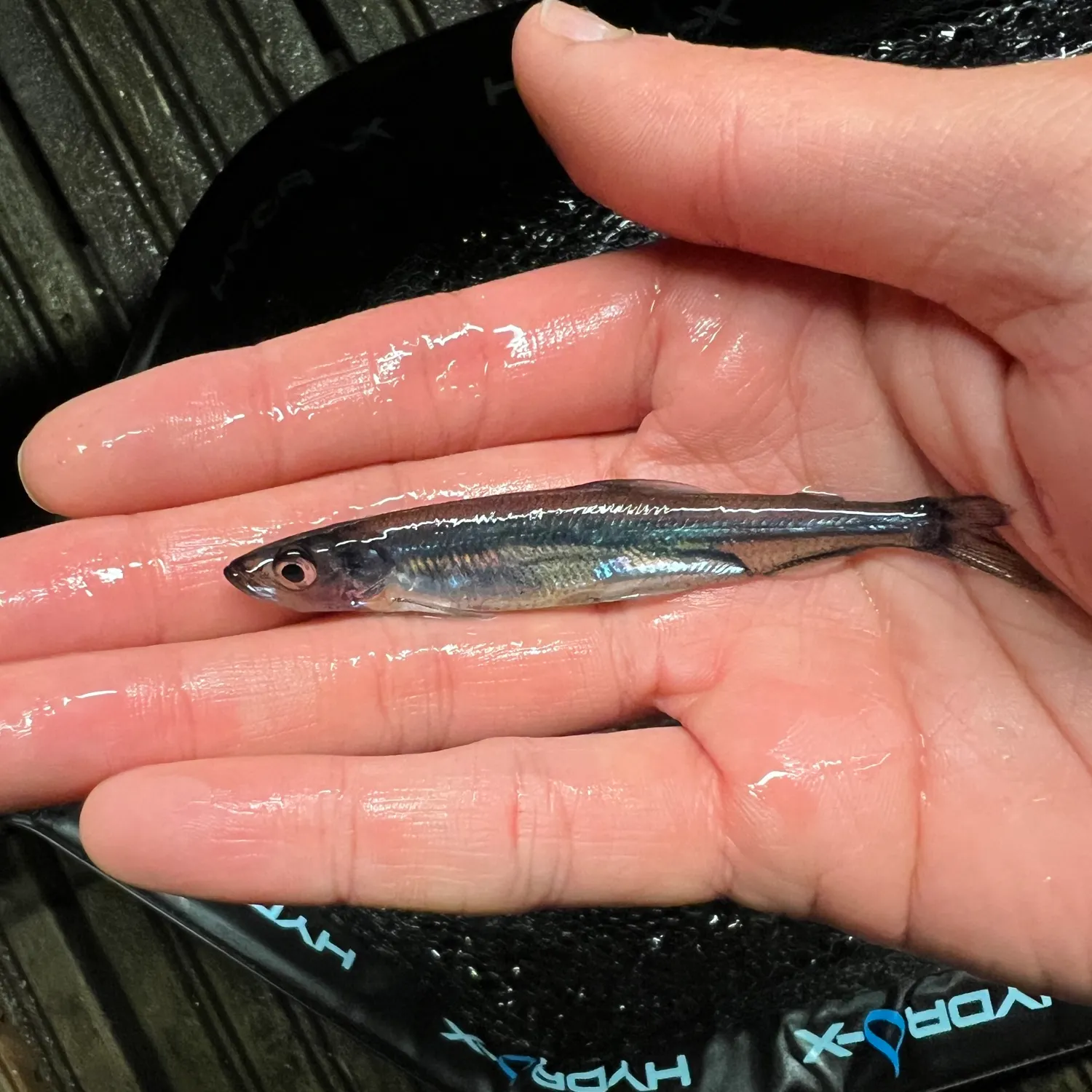 The most recent Vendace catches on Fishbrain