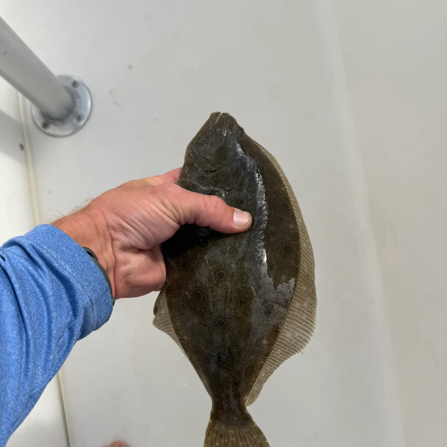 Summer flounder caught on Fishbrain