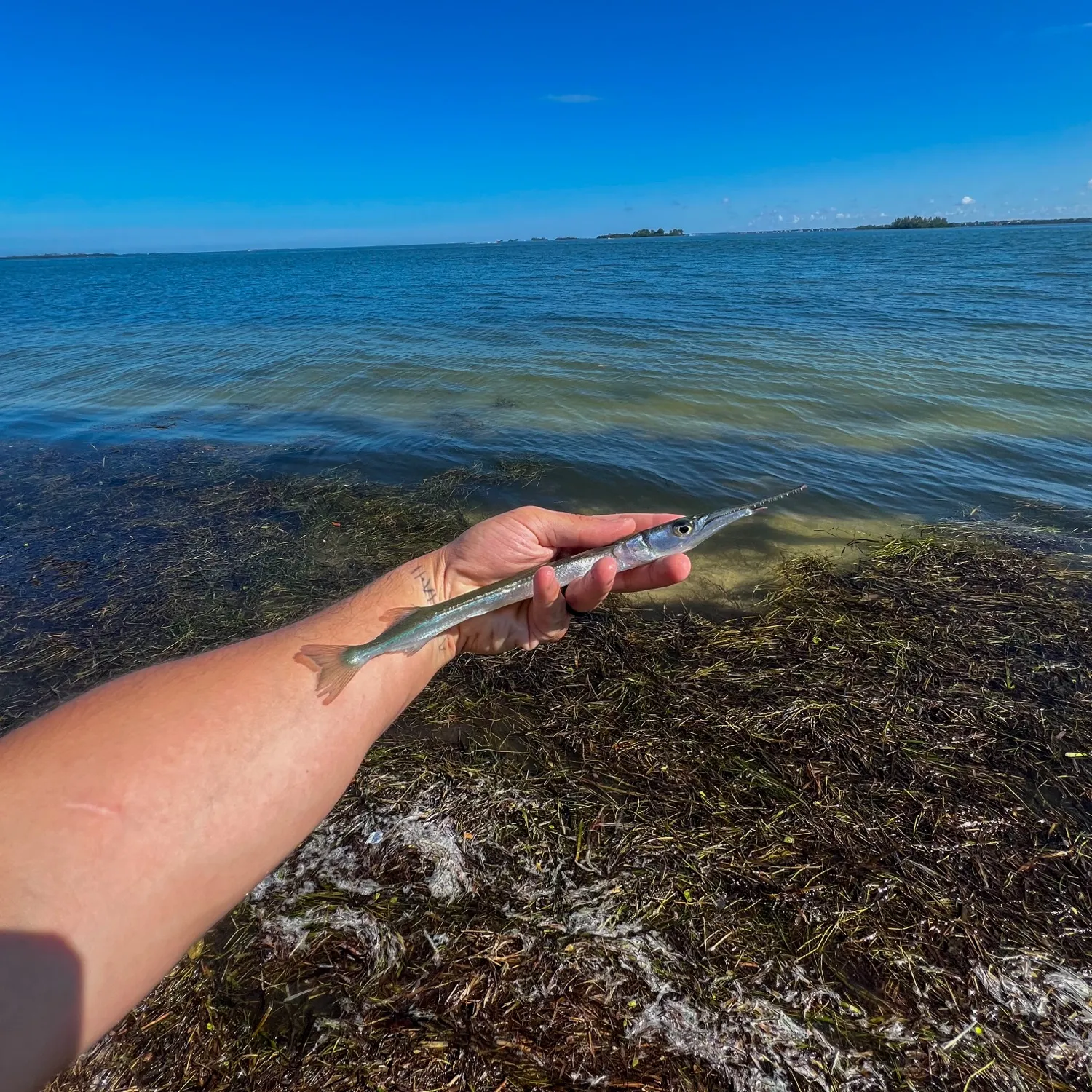 The most recent Redfin needlefish catches on Fishbrain