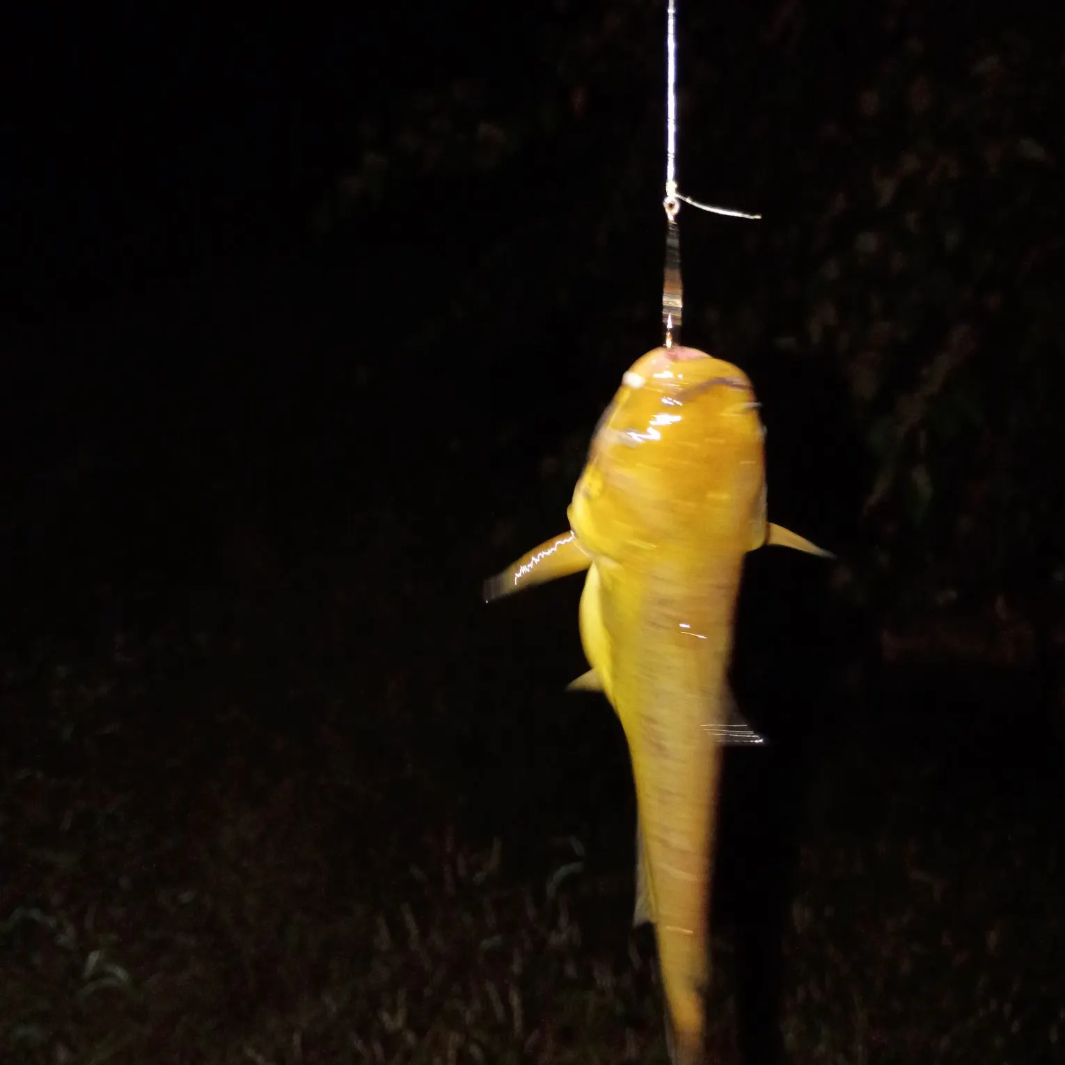 Yellow bullhead caught on Fishbrain