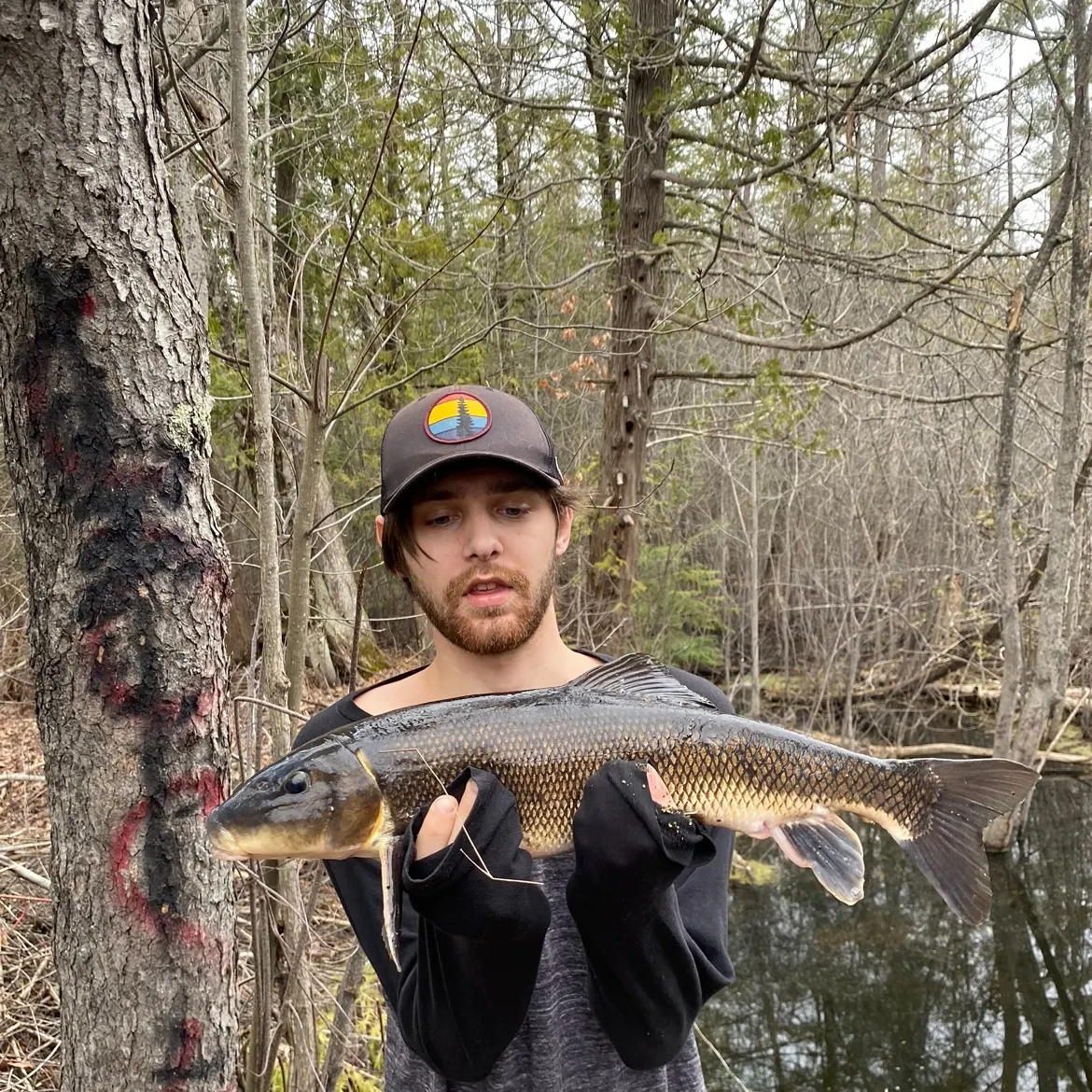 White sucker caught on Fishbrain