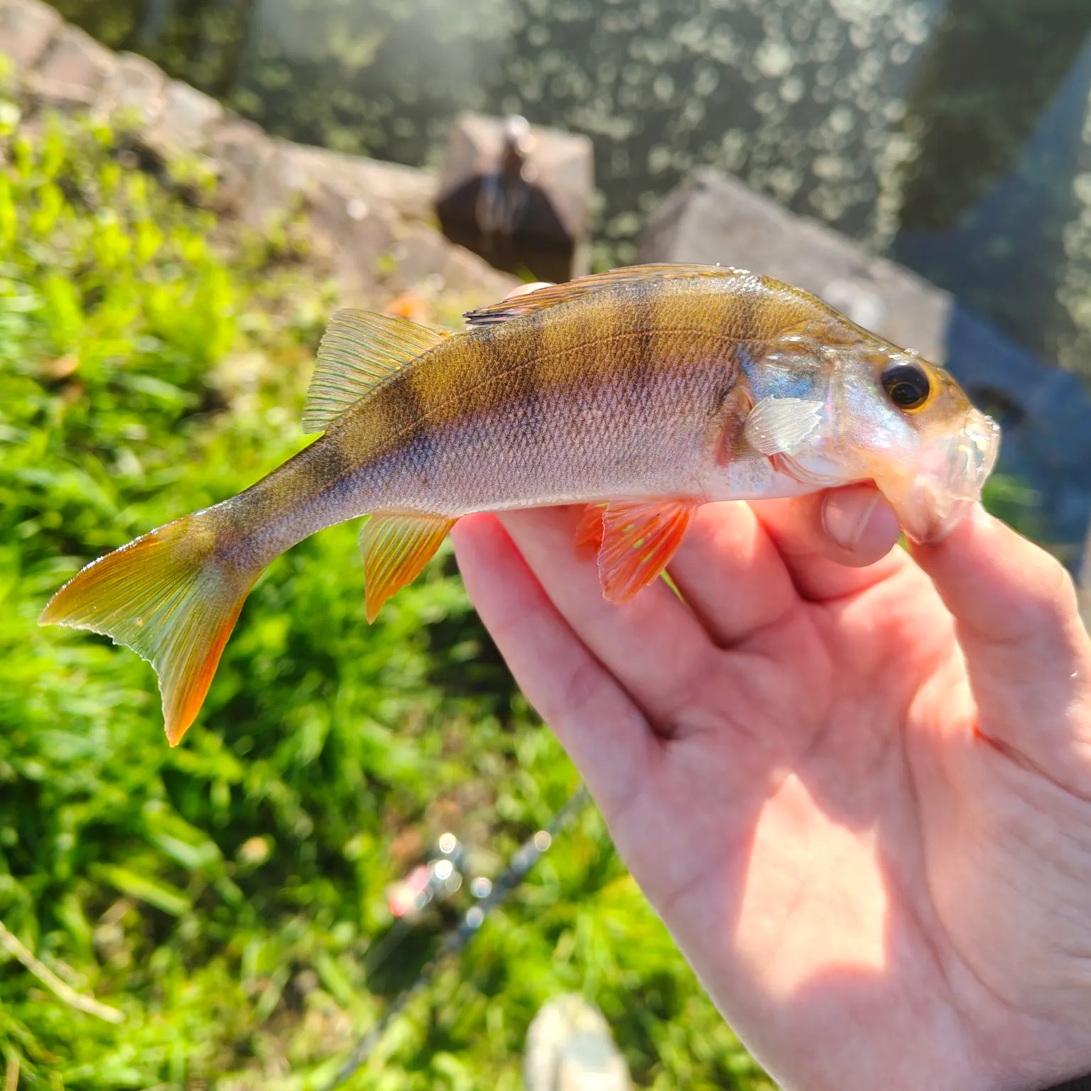 European perch caught on Fishbrain
