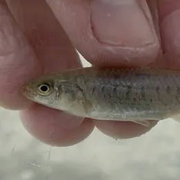 The most recent California killifish catches on Fishbrain