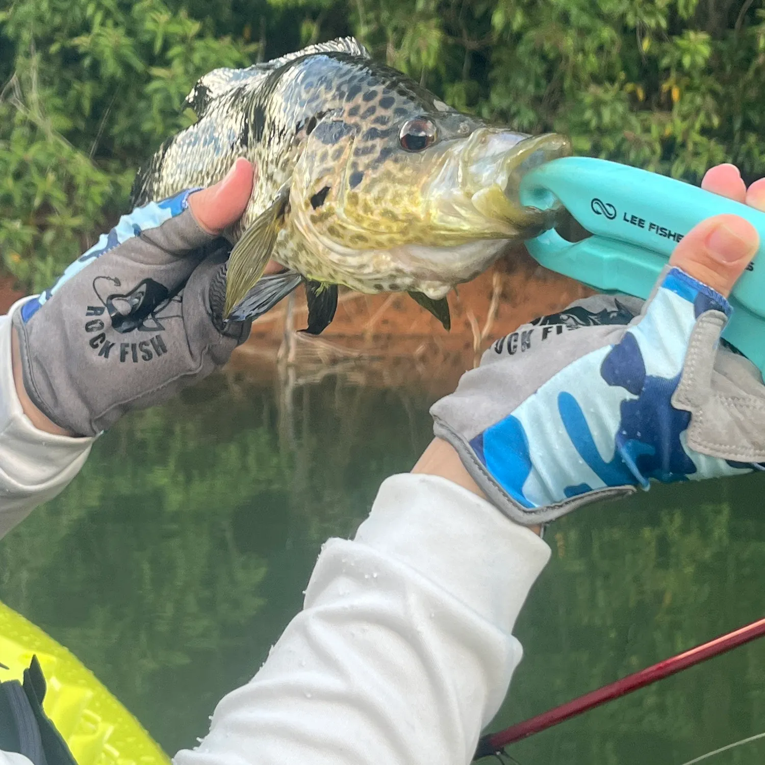 The most recent Jaguar cichlid catches on Fishbrain