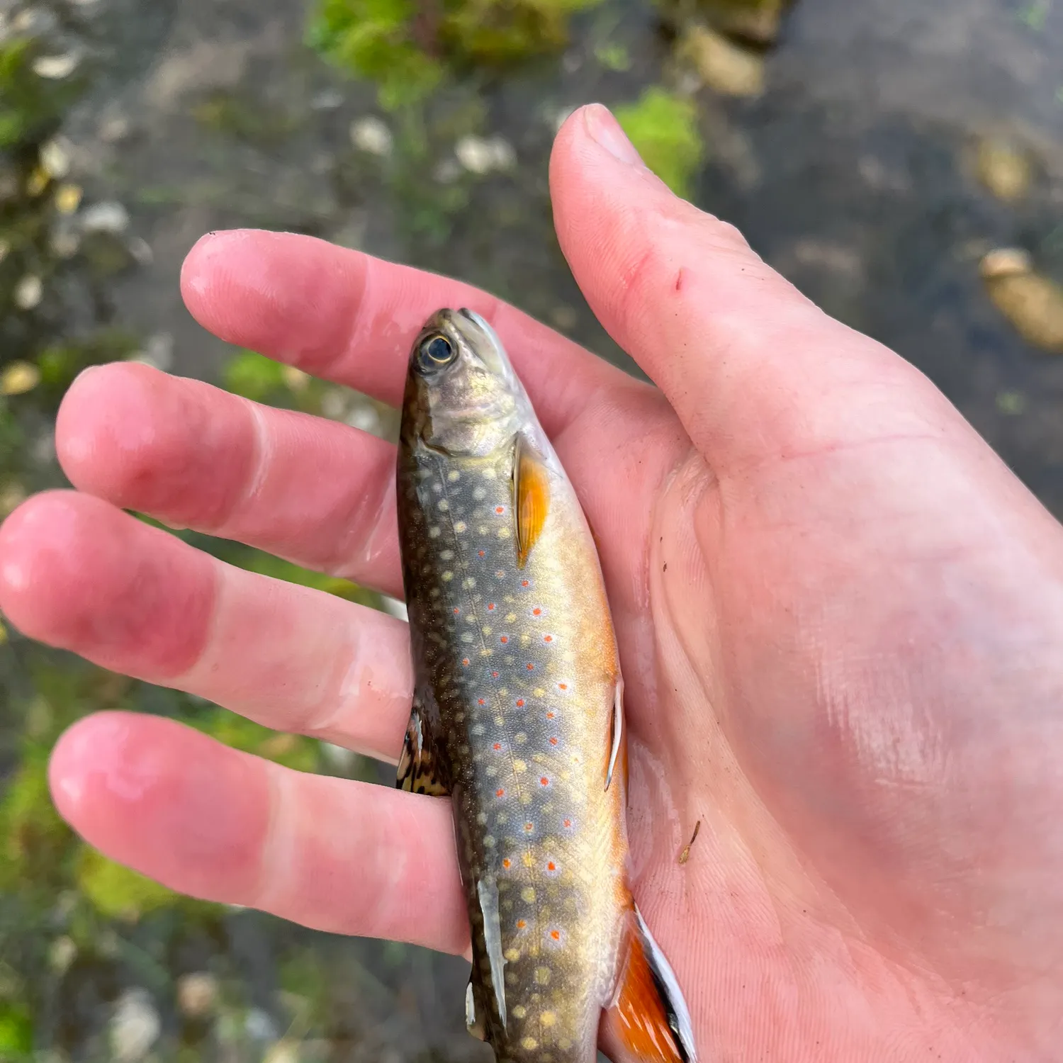 Brook trout caught on Fishbrain